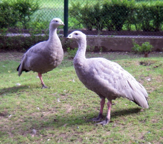 Cape Barren Geese (Cereopsis novaehollandiae)
