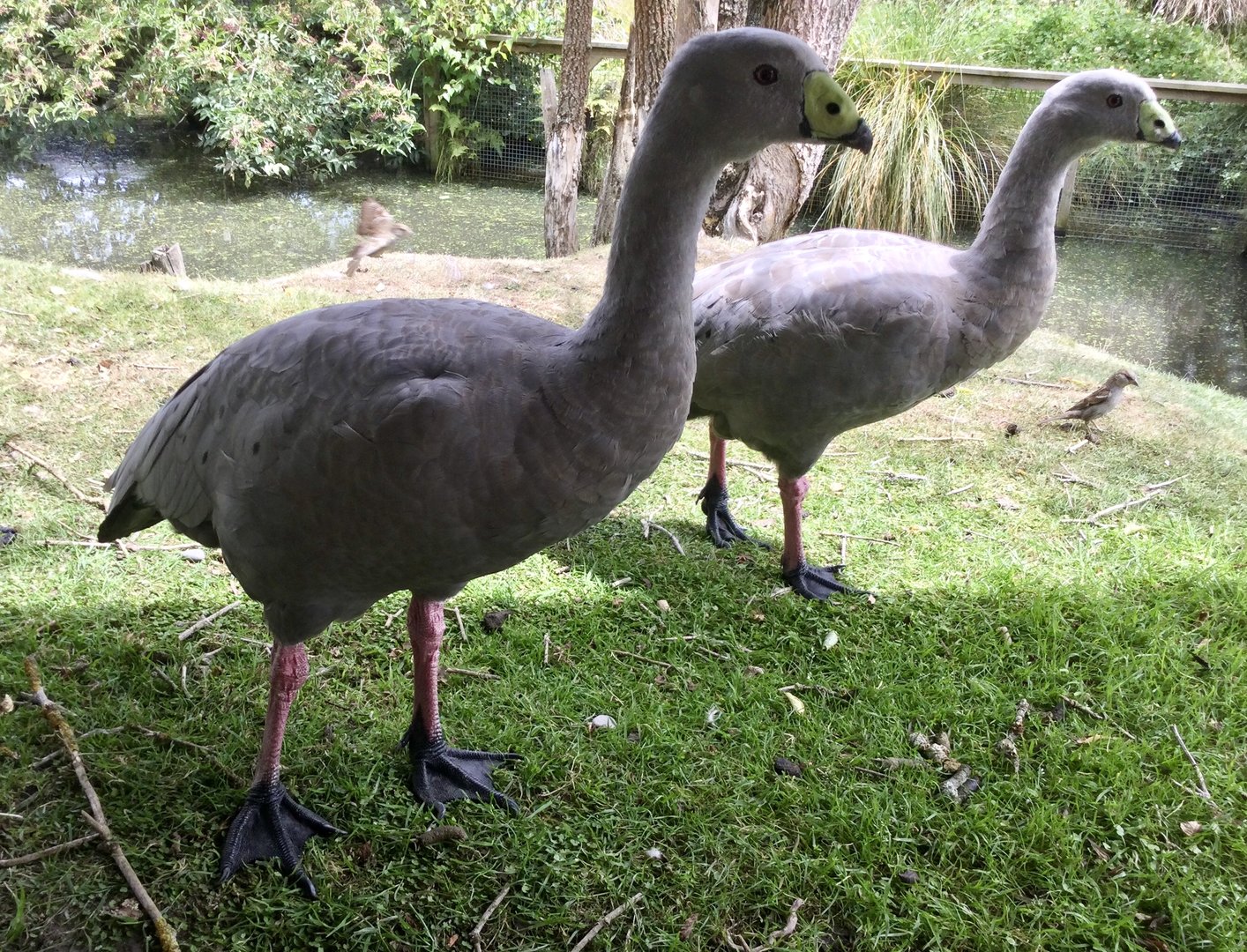Cape Barren geese (Cereopsis novaehollandiae)
