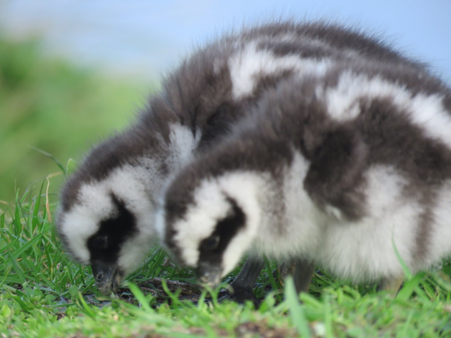 Cape Barren Geese Chicks
