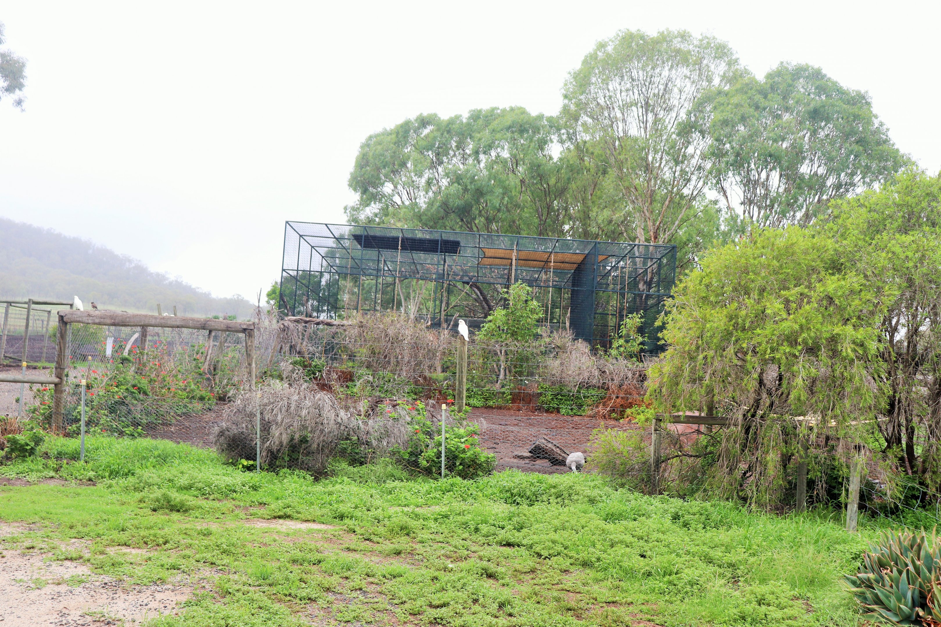 Cape Barren Geese Enclosure