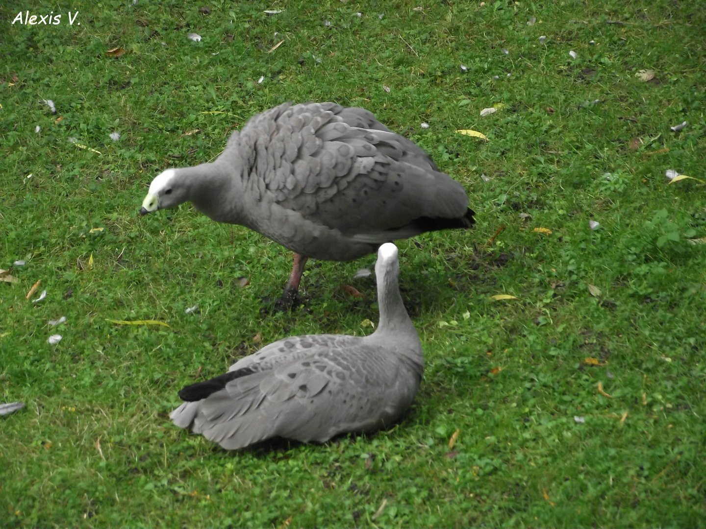 Cape Barren Geese in courtship - Zooparc de Beauval - 10/2019
