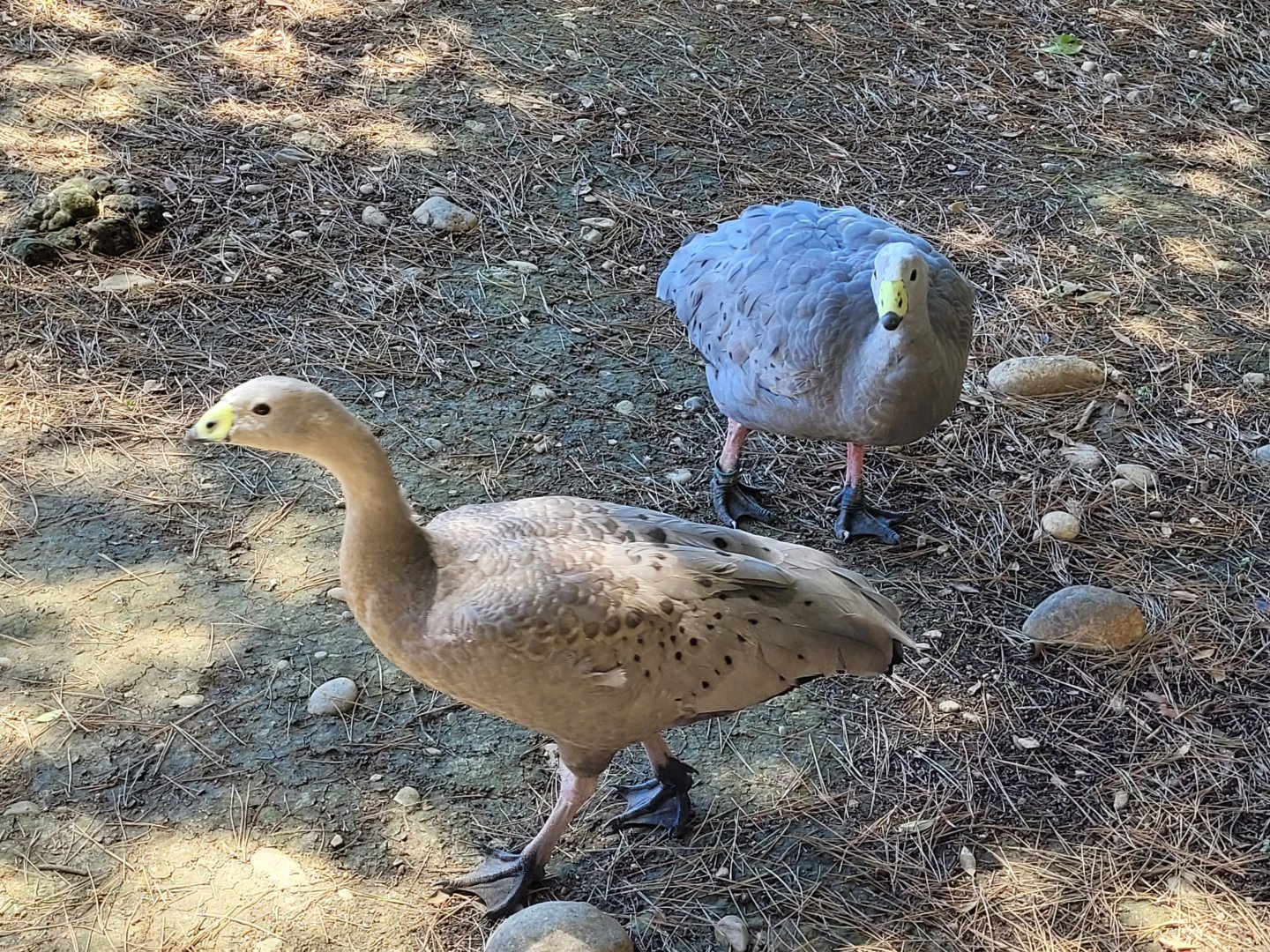 Cape barren geese -Sendaviva (2024)