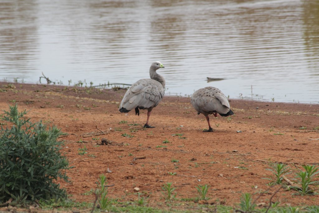 Cape Barren Geese - wild