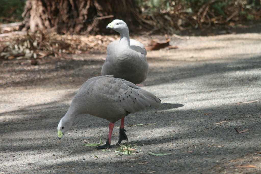 Cape Barren Geese