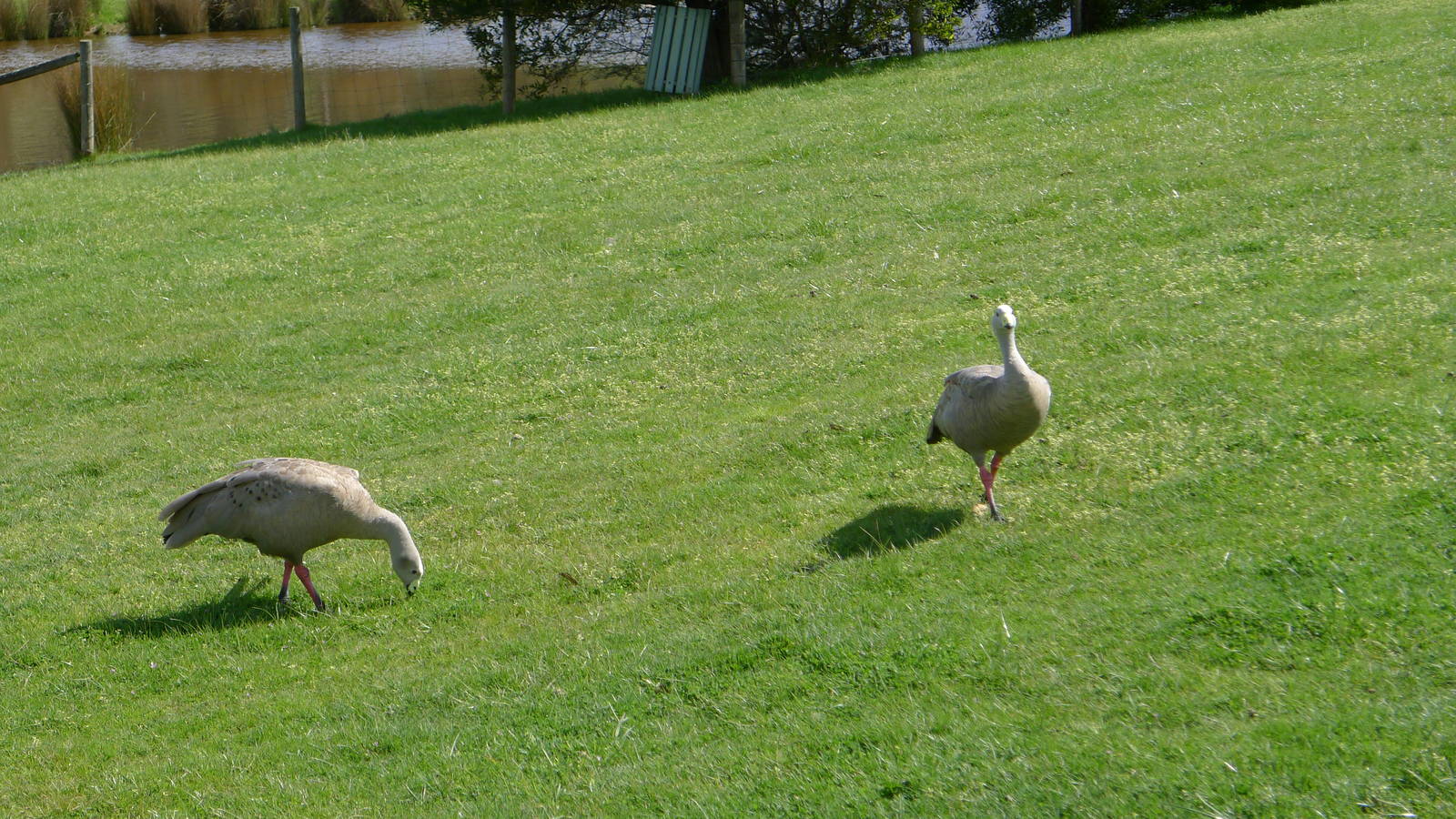 Cape Barren Geese