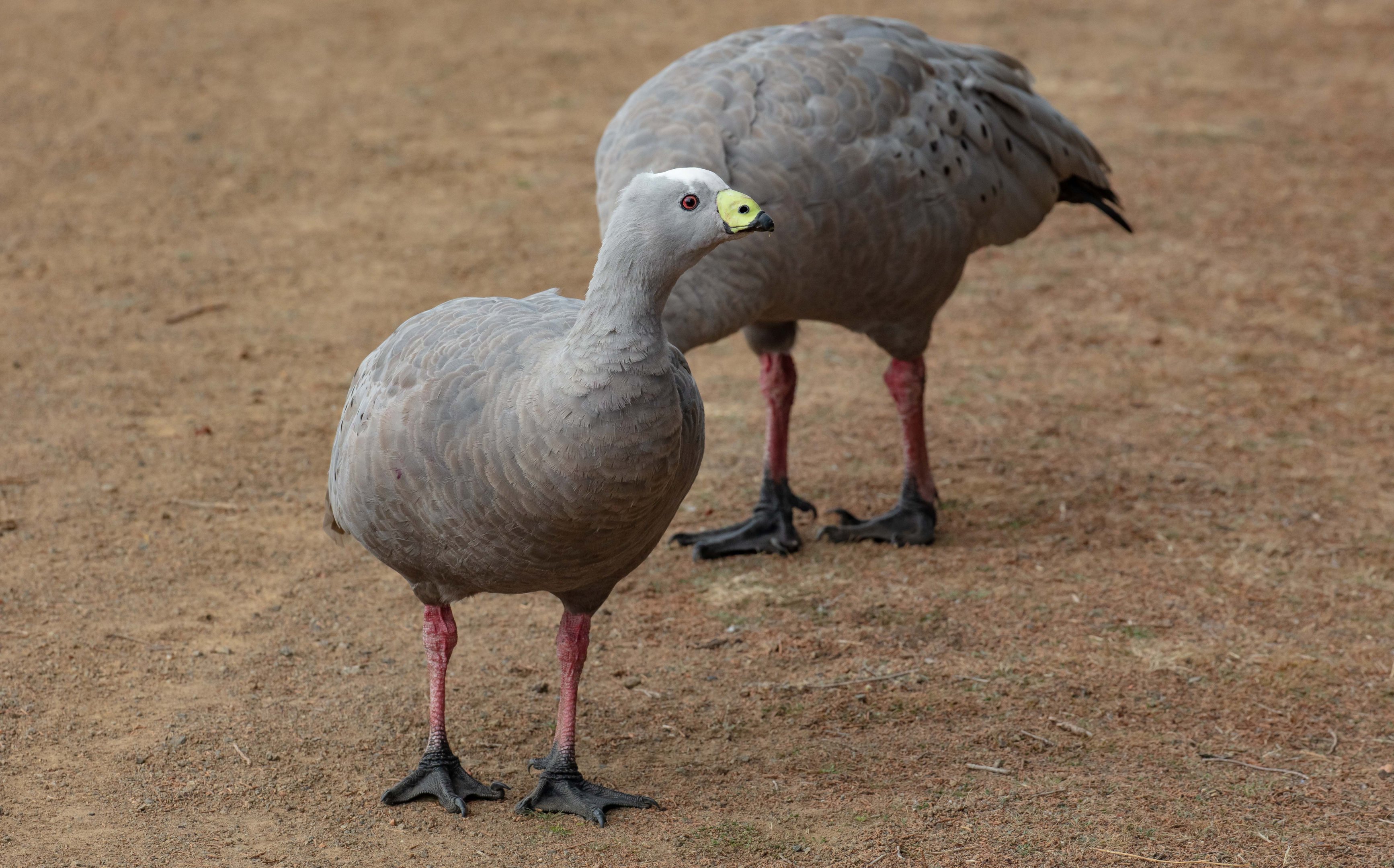 Cape Barren Geese