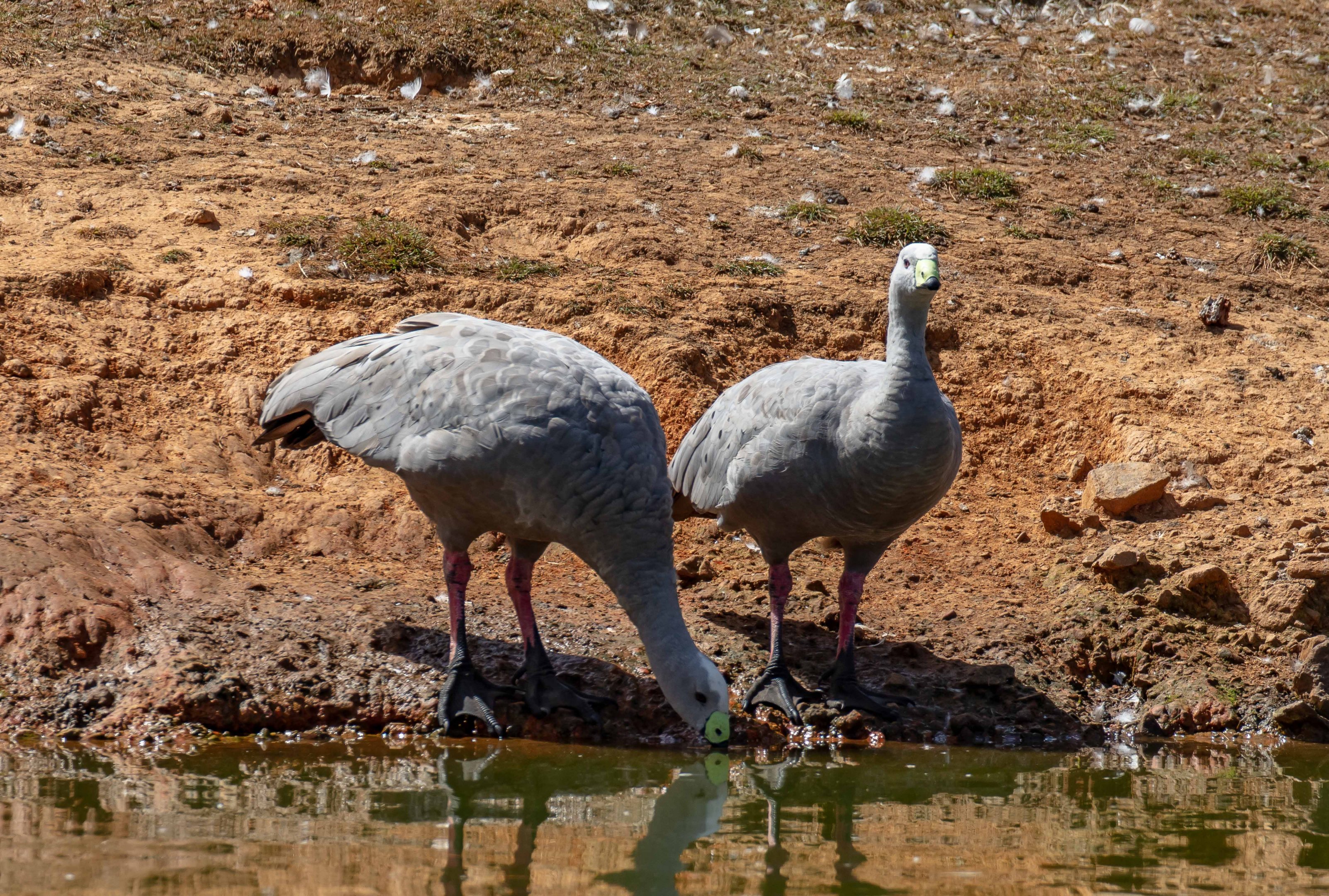 Cape Barren Geese