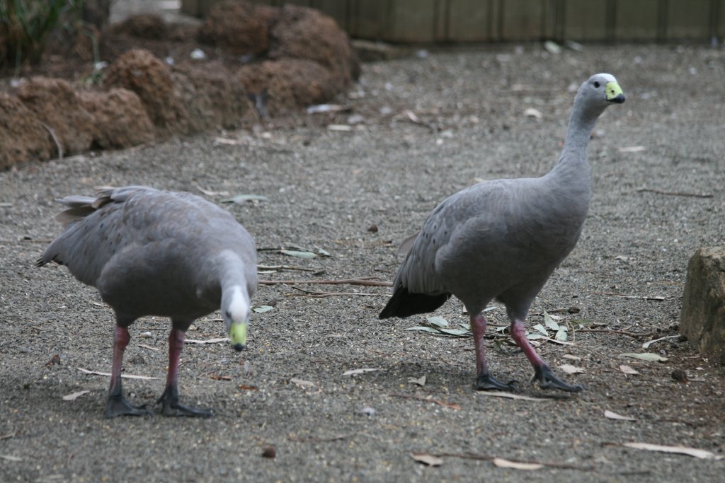 Cape Barren Geese