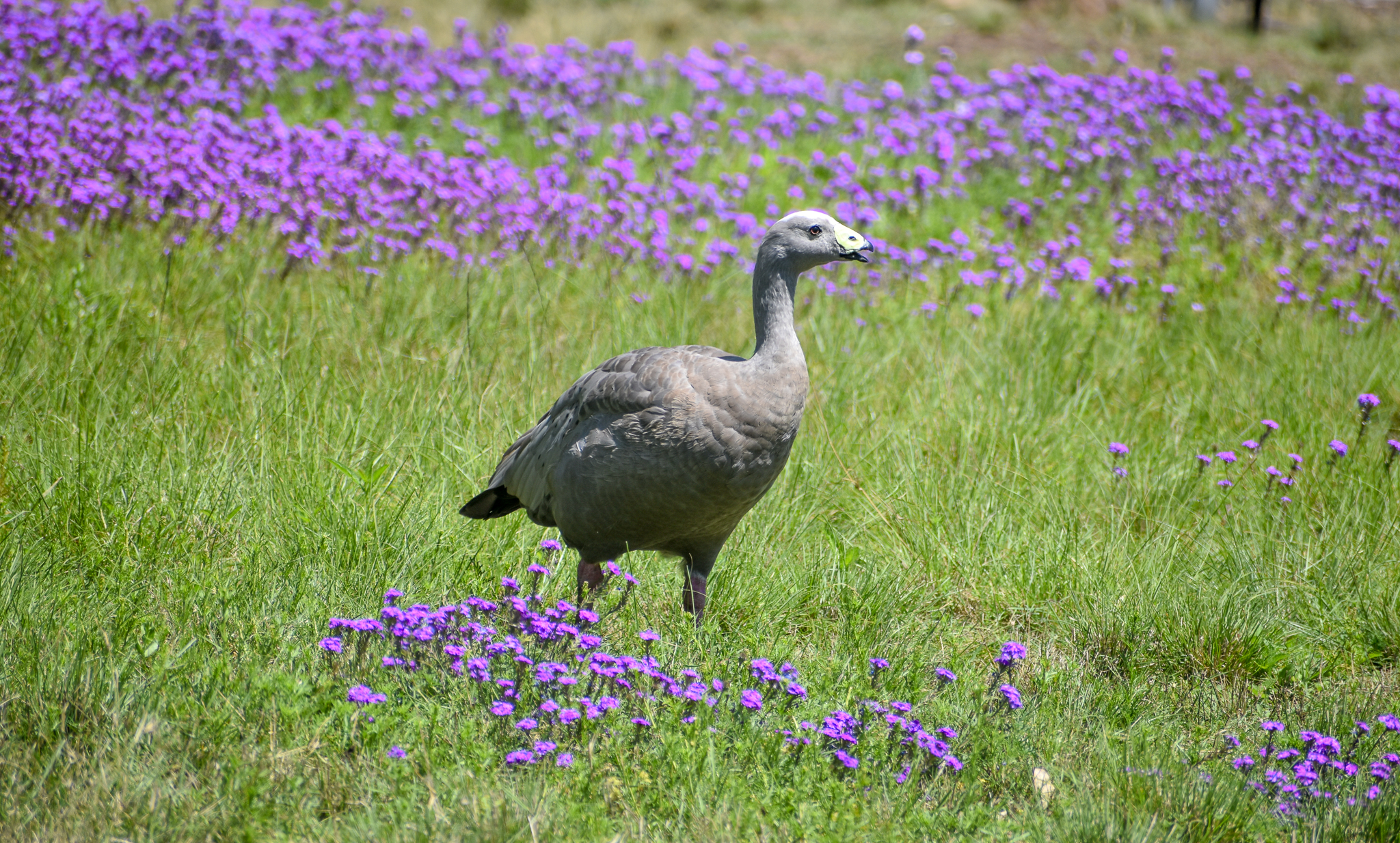 Cape Barren Goose among flowers
