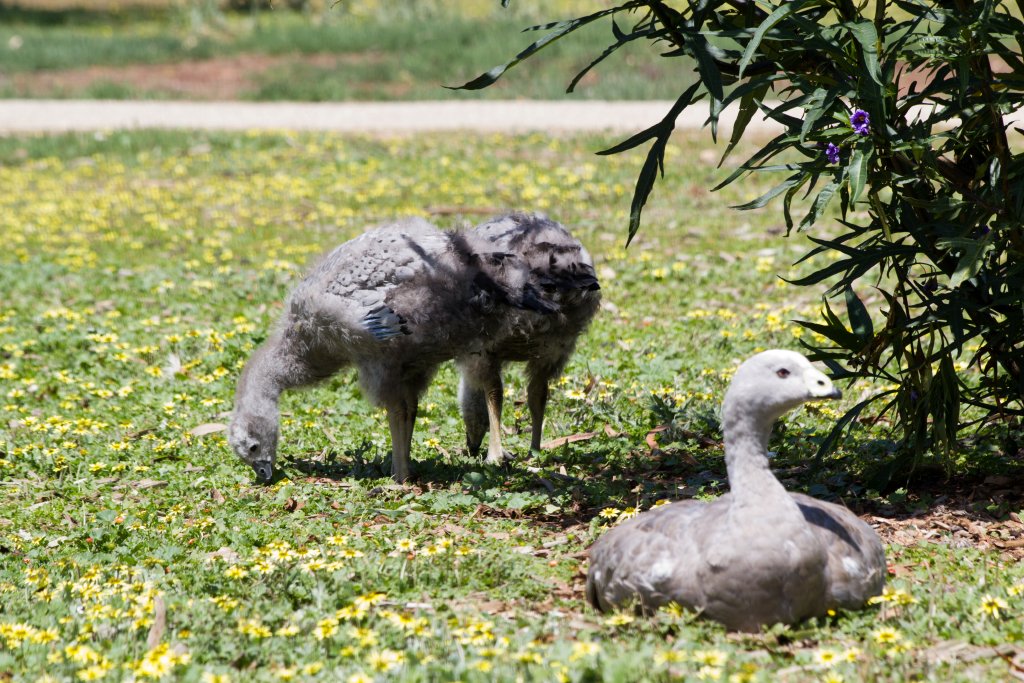 Cape Barren Goose and goslings