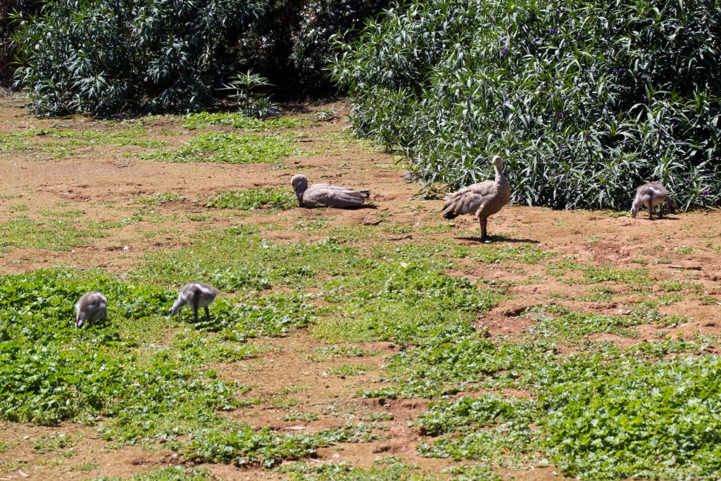 Cape Barren Goose and goslings