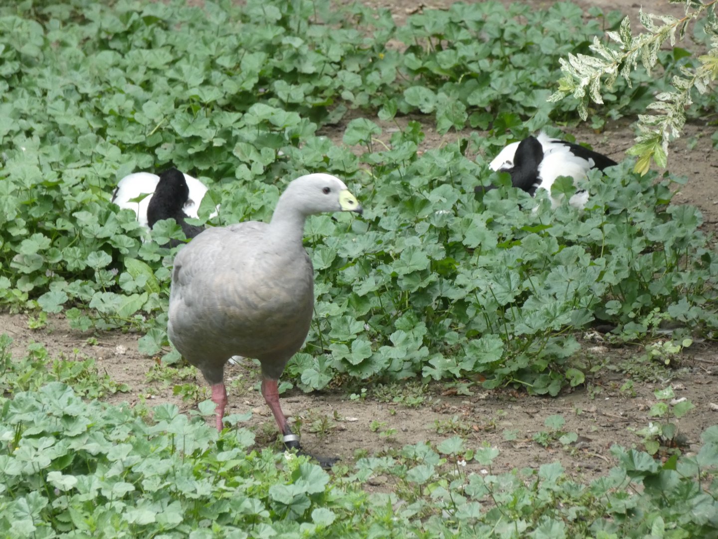 Cape Barren Goose and Magpie Geese