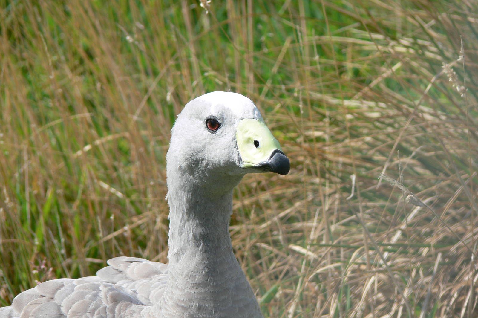 Cape Barren Goose at Hamerton Zoo, 23/08/14