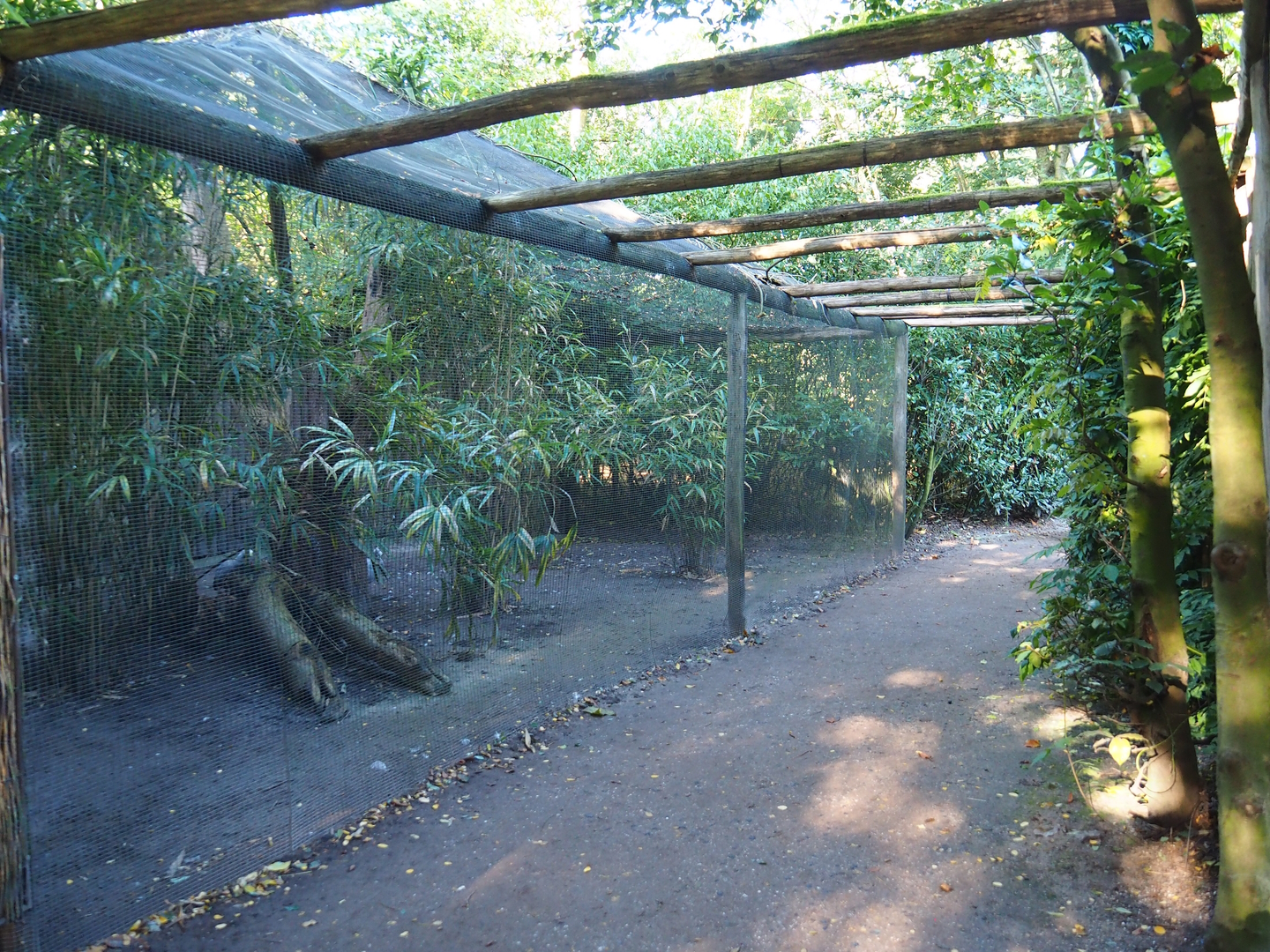 Cape Barren goose aviary (Former seriema aviary), 2022-10-09