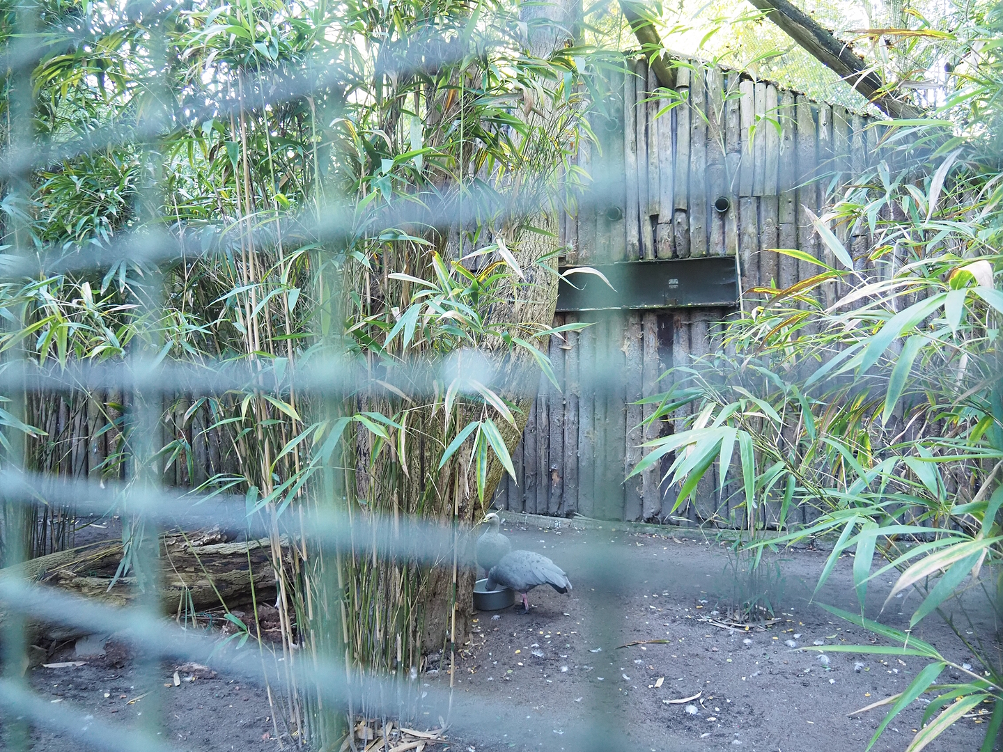 Cape Barren goose aviary (Former seriema aviary), 2022-10-09