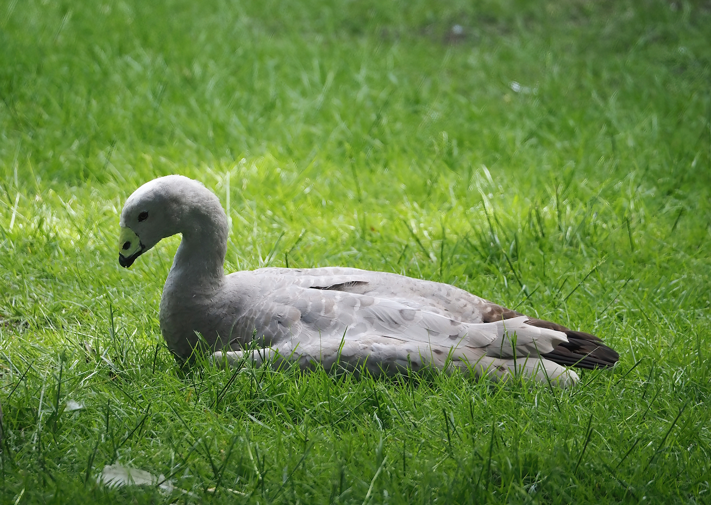 Cape barren goose (Cereopsis novaehollandiae), 2024-05-21