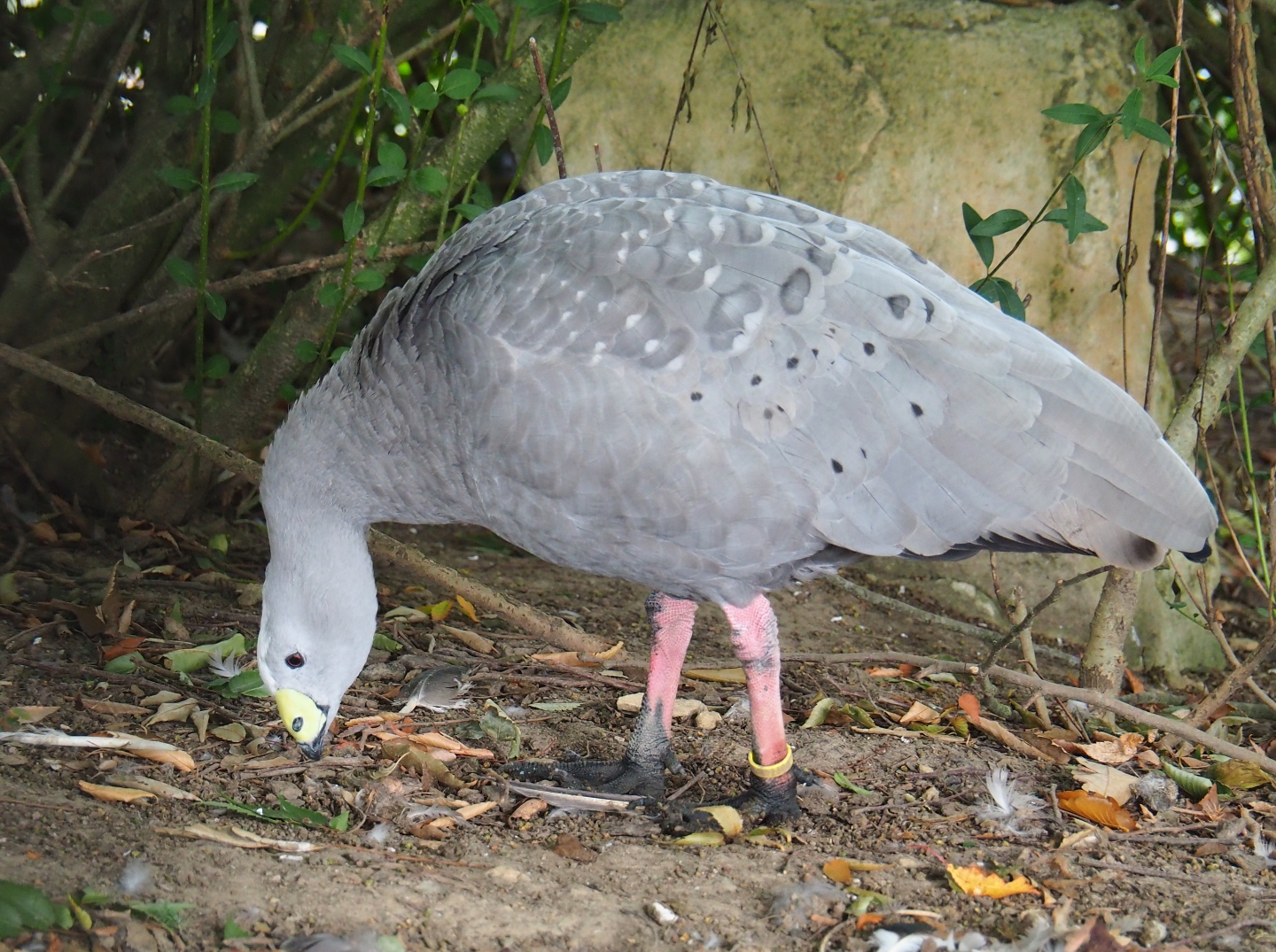 Cape Barren goose (Cereopsis novaehollandiae), Aug 28th, 2018