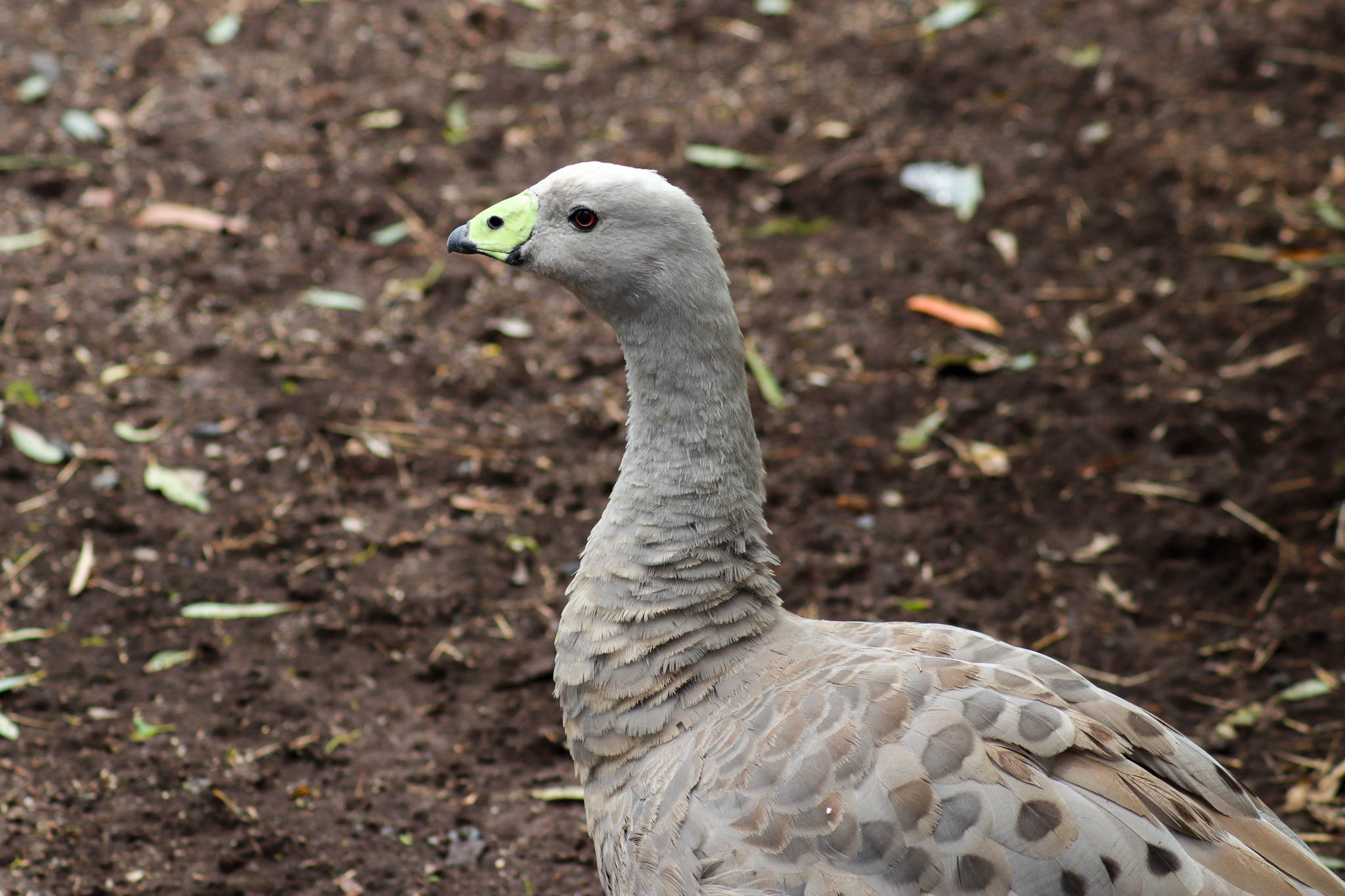 Cape Barren Goose (Cereopsis novaehollandiae) - February 2020