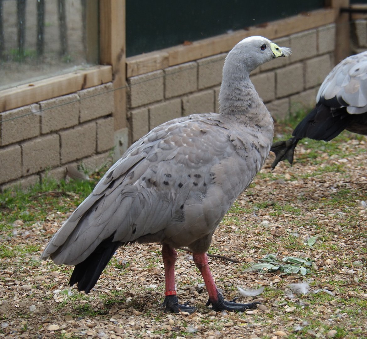 Cape Barren goose (Cereopsis novaehollandiae novaehollandiae), 2019-05-25