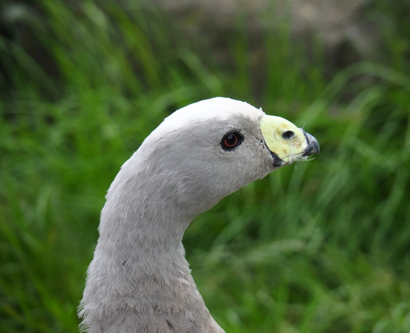 Cape Barren goose (Cereopsis novaehollandiae novaehollandiae), 2019-05-25