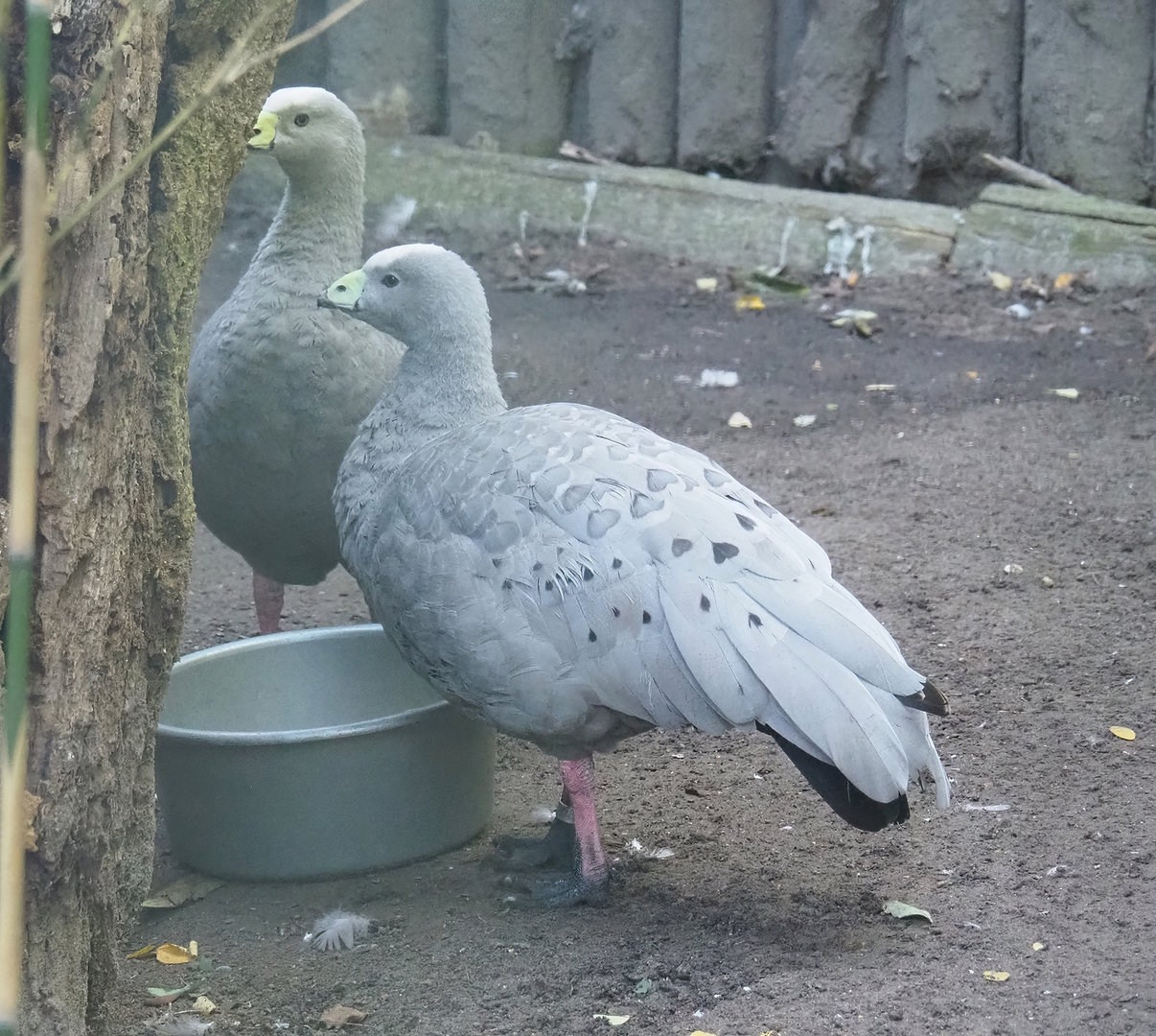 Cape barren goose (Cereopsis novaehollandiae novaehollandiae), 2022-10-09