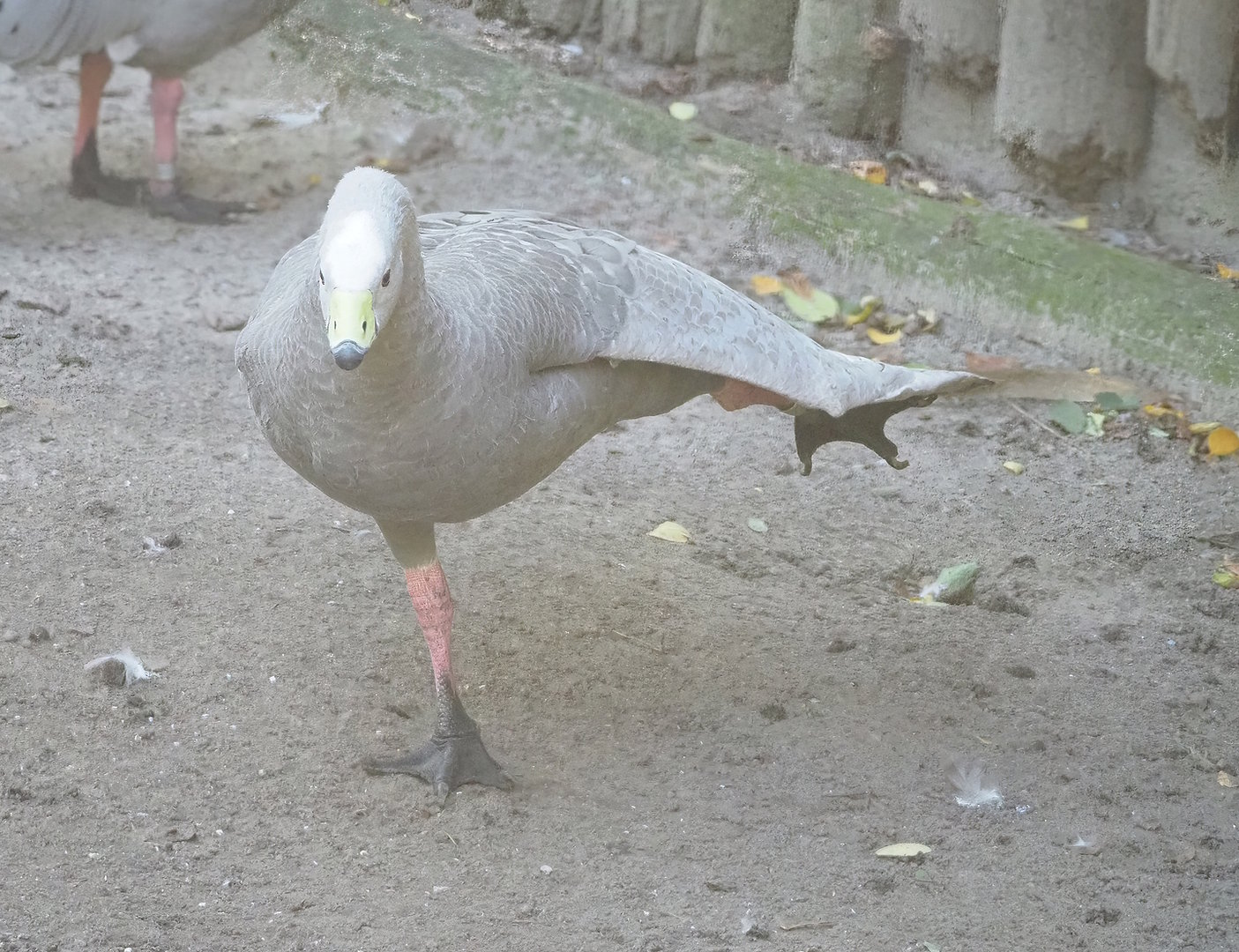 Cape barren goose (Cereopsis novaehollandiae novaehollandiae), 2022-10-09