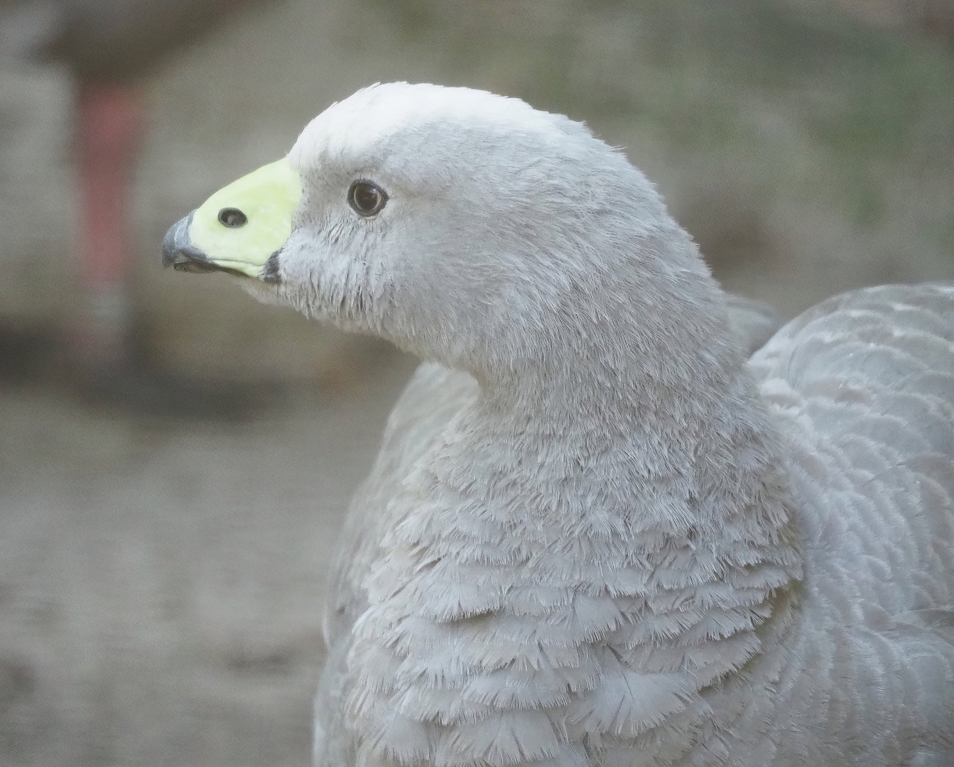 Cape barren goose (Cereopsis novaehollandiae novaehollandiae), 2022-10-09