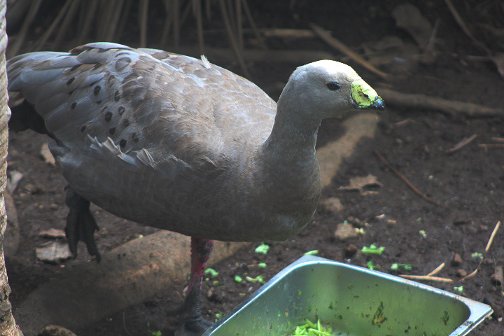 Cape Barren goose (Cereopsis novaehollandiae novaehollandiae)