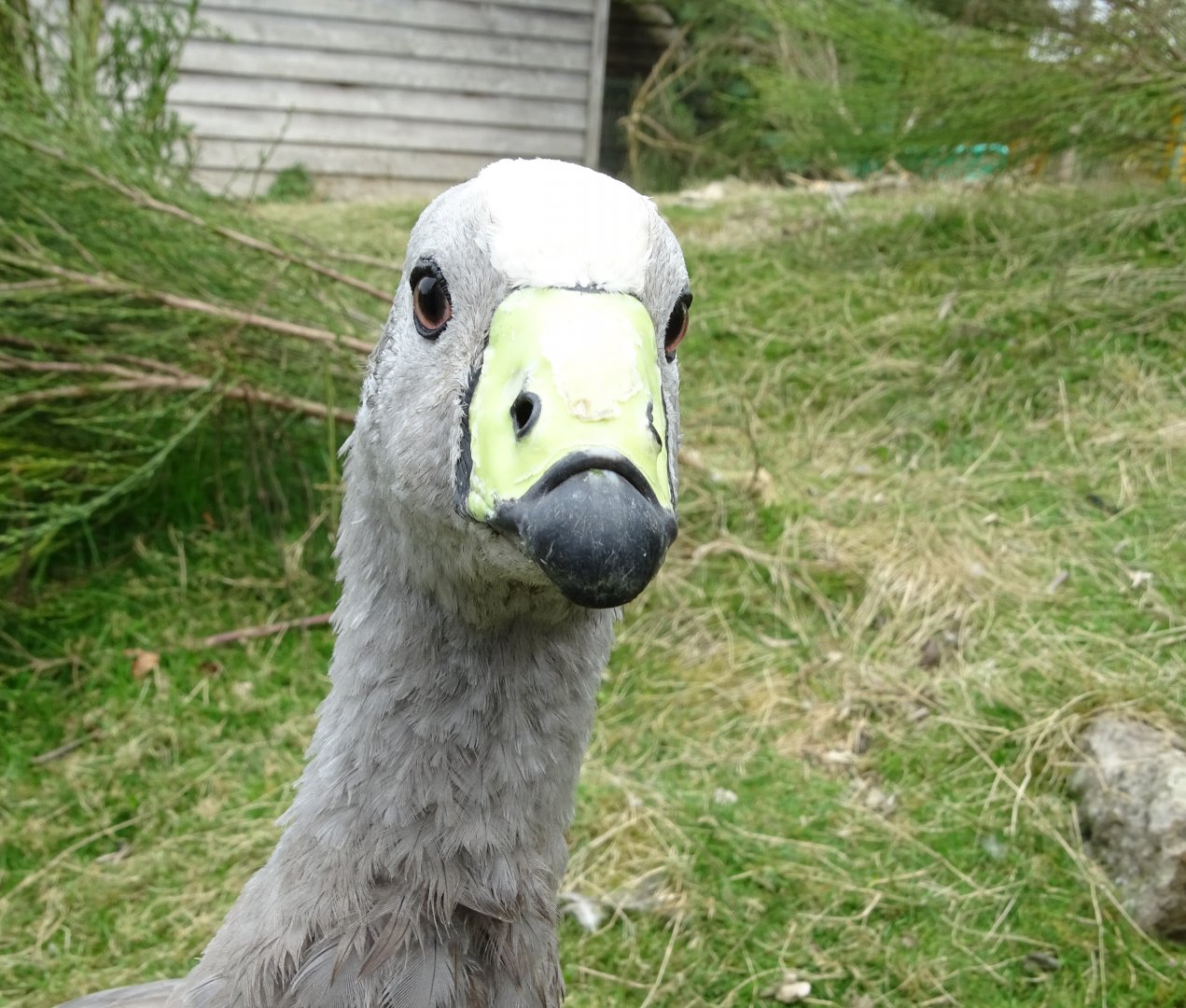 Cape Barren goose (Cereopsis novaehollandiae) - Parc animalier d'Ecouves