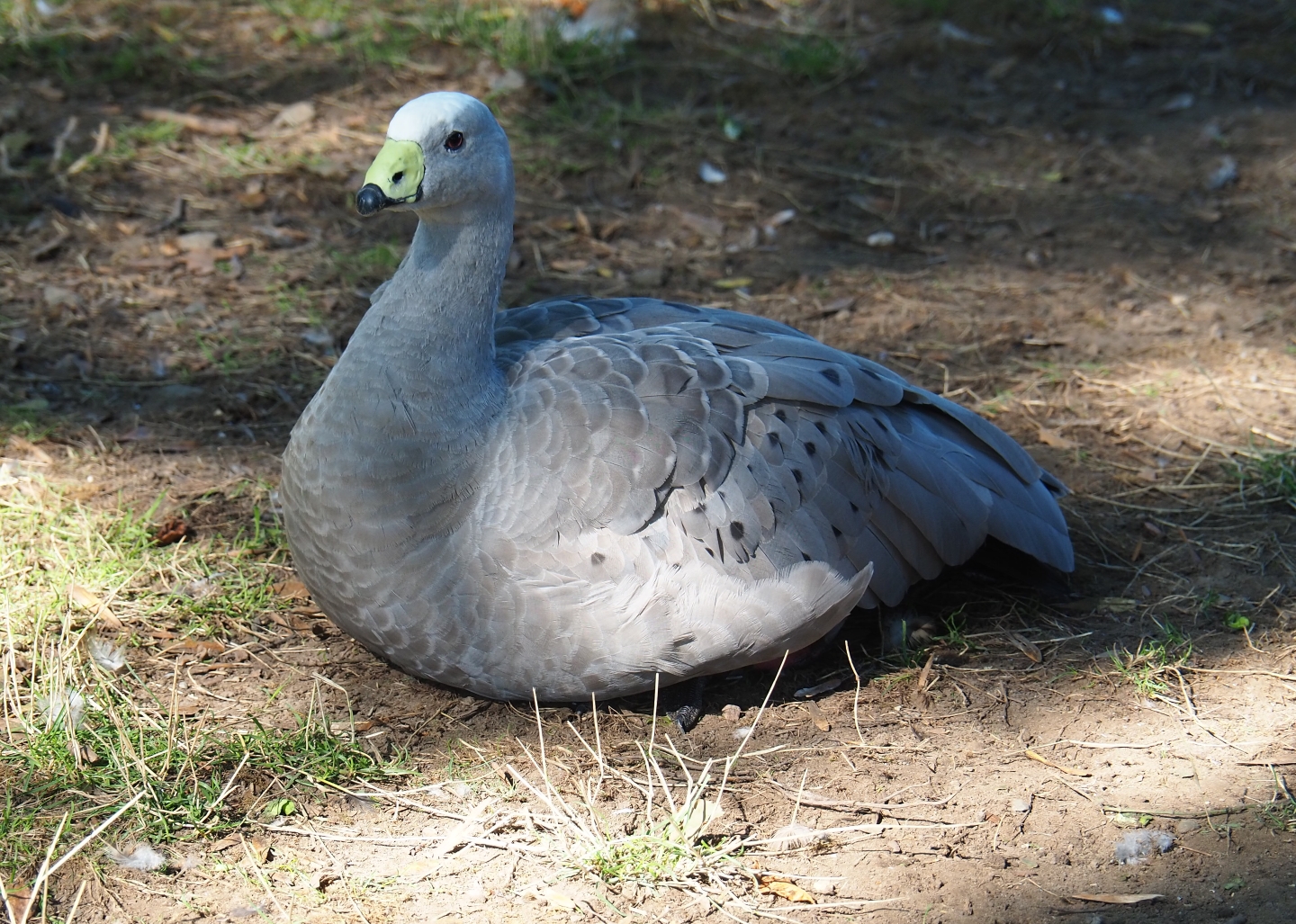 Cape Barren goose (Cereopsis novaehollandiae), Sep 2nd, 2018