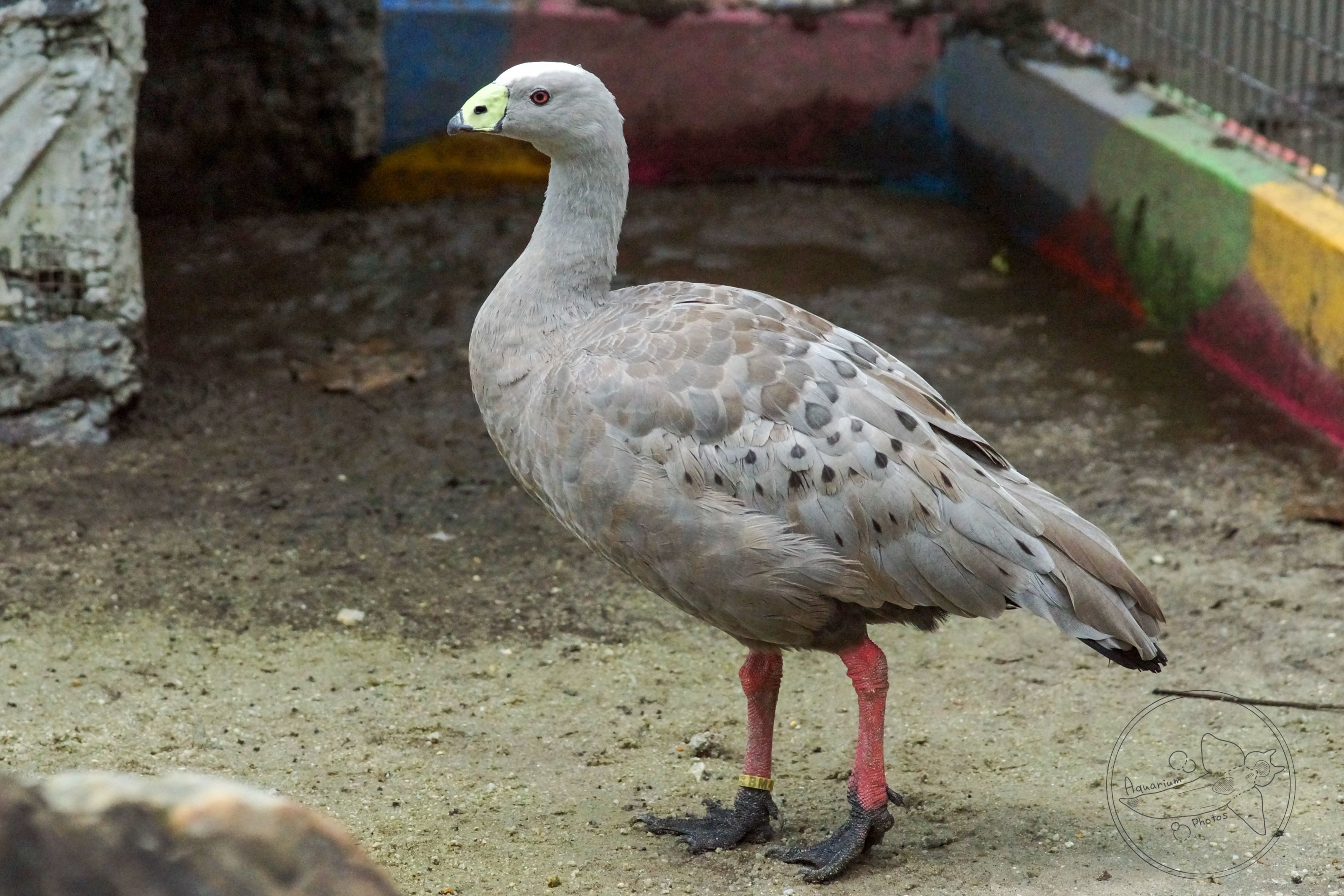 Cape Barren Goose / Cereopsis novaehollandiae (Unsigned)