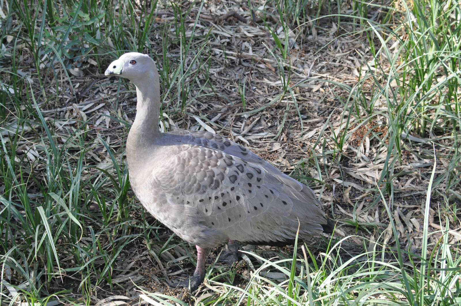 Cape Barren goose / Cereopsis novaehollandiae