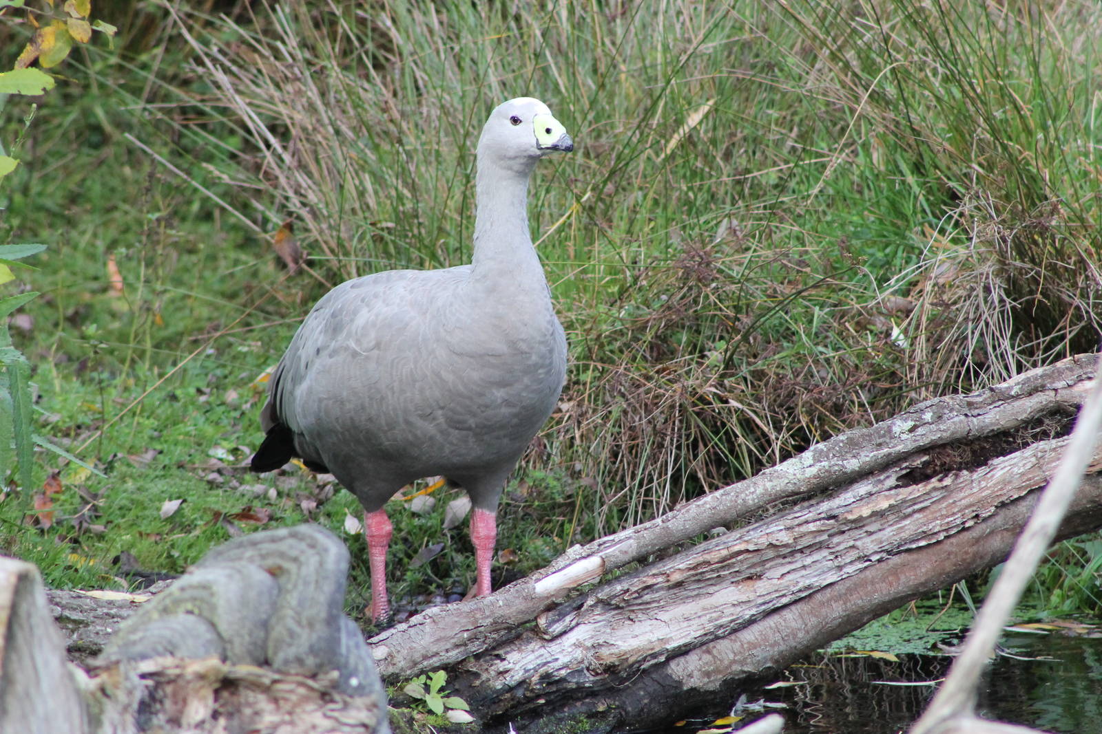 Cape Barren Goose (Cereopsis novaehollandiae)