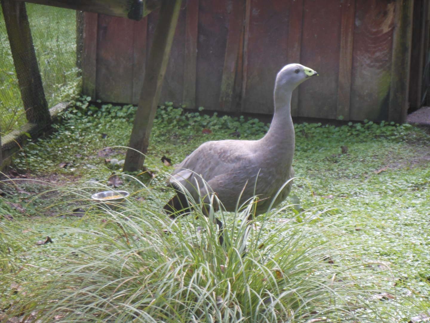 Cape Barren Goose (Cereopsis novaehollandiae)