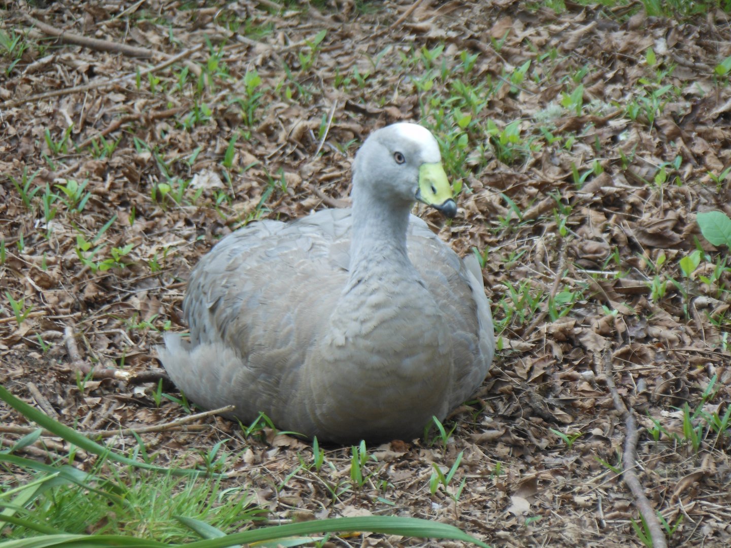 Cape Barren Goose (Cereopsis novaehollandiae)