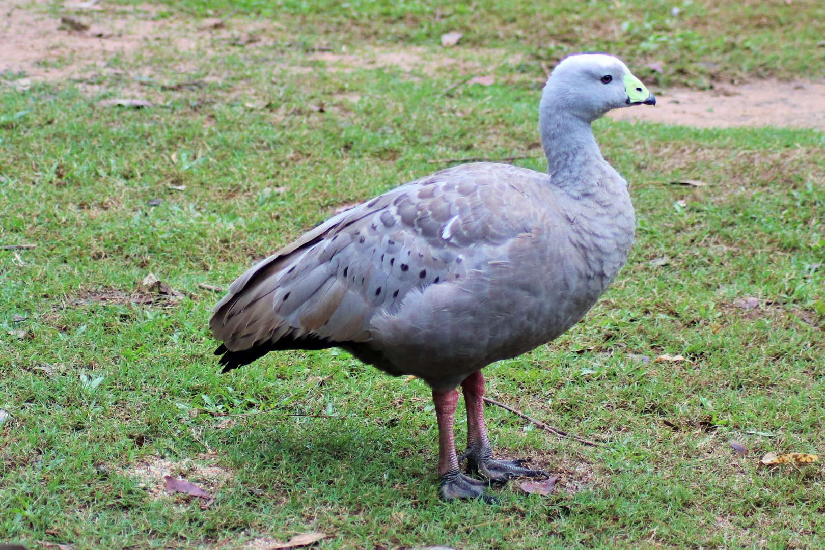 Cape Barren Goose (Cereopsis novaehollandiae)