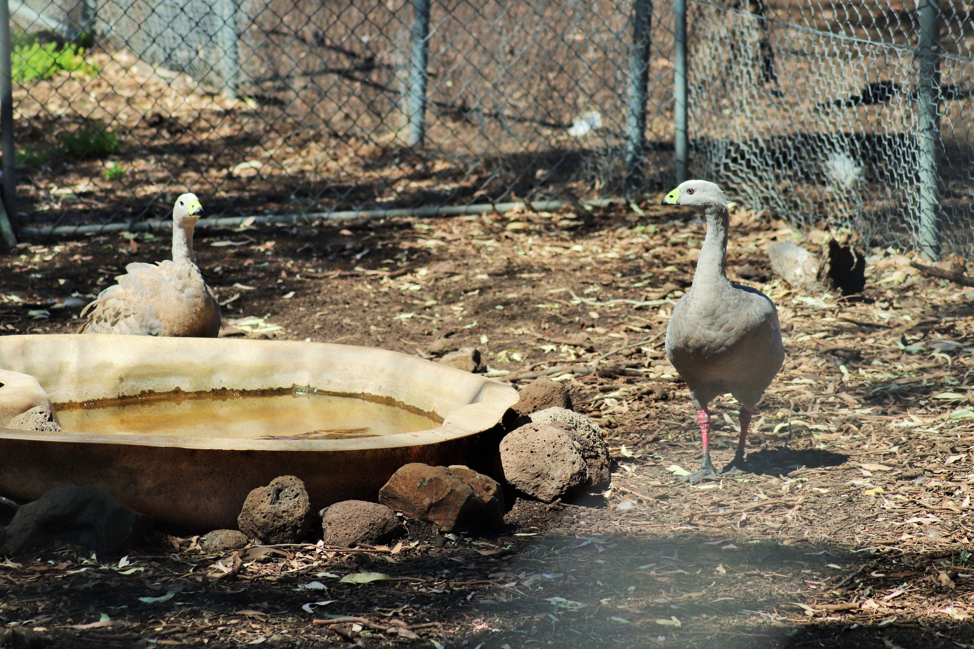 Cape Barren goose (Cereopsis novaehollandiae)