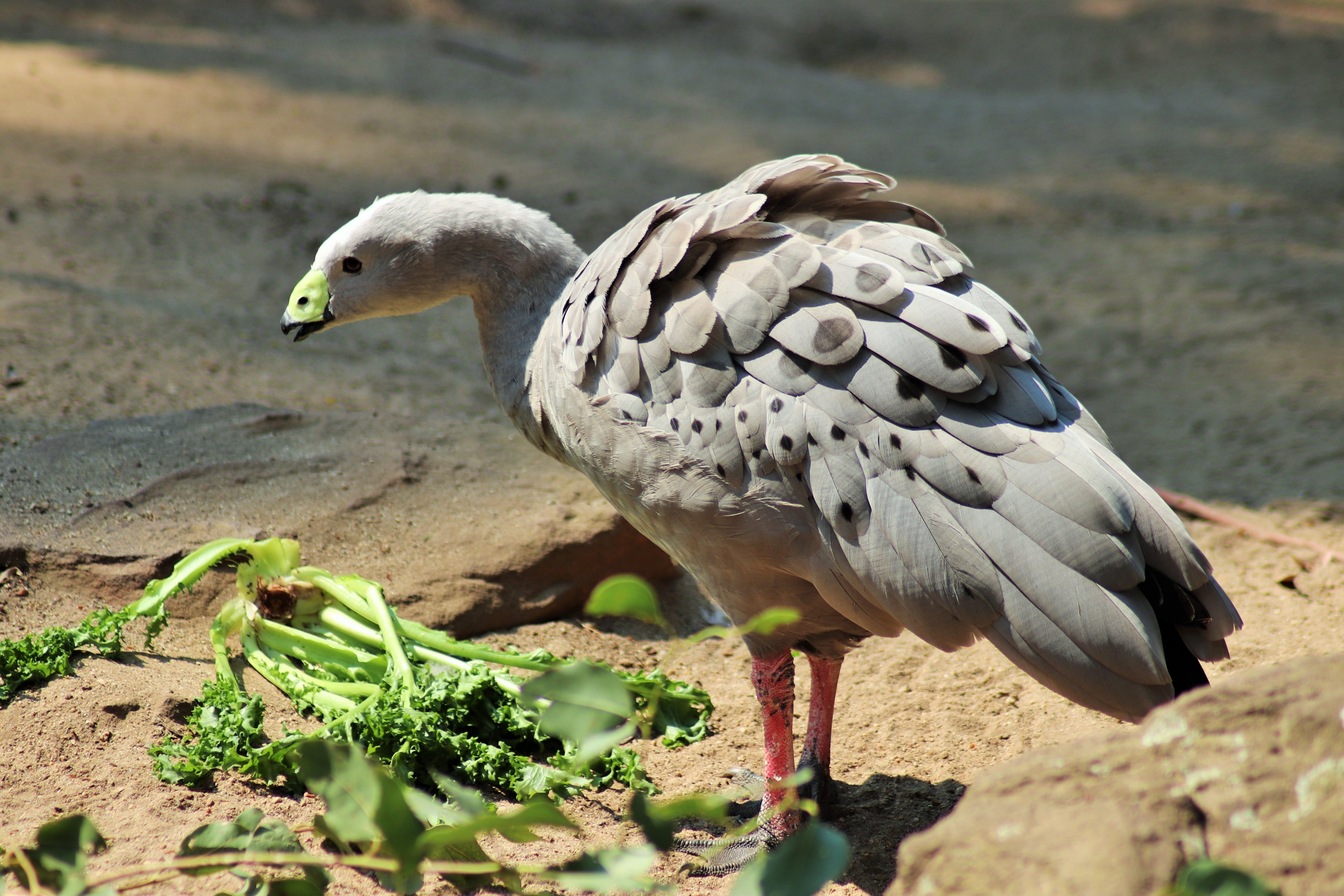 Cape Barren Goose (Cereopsis novaehollandiae)