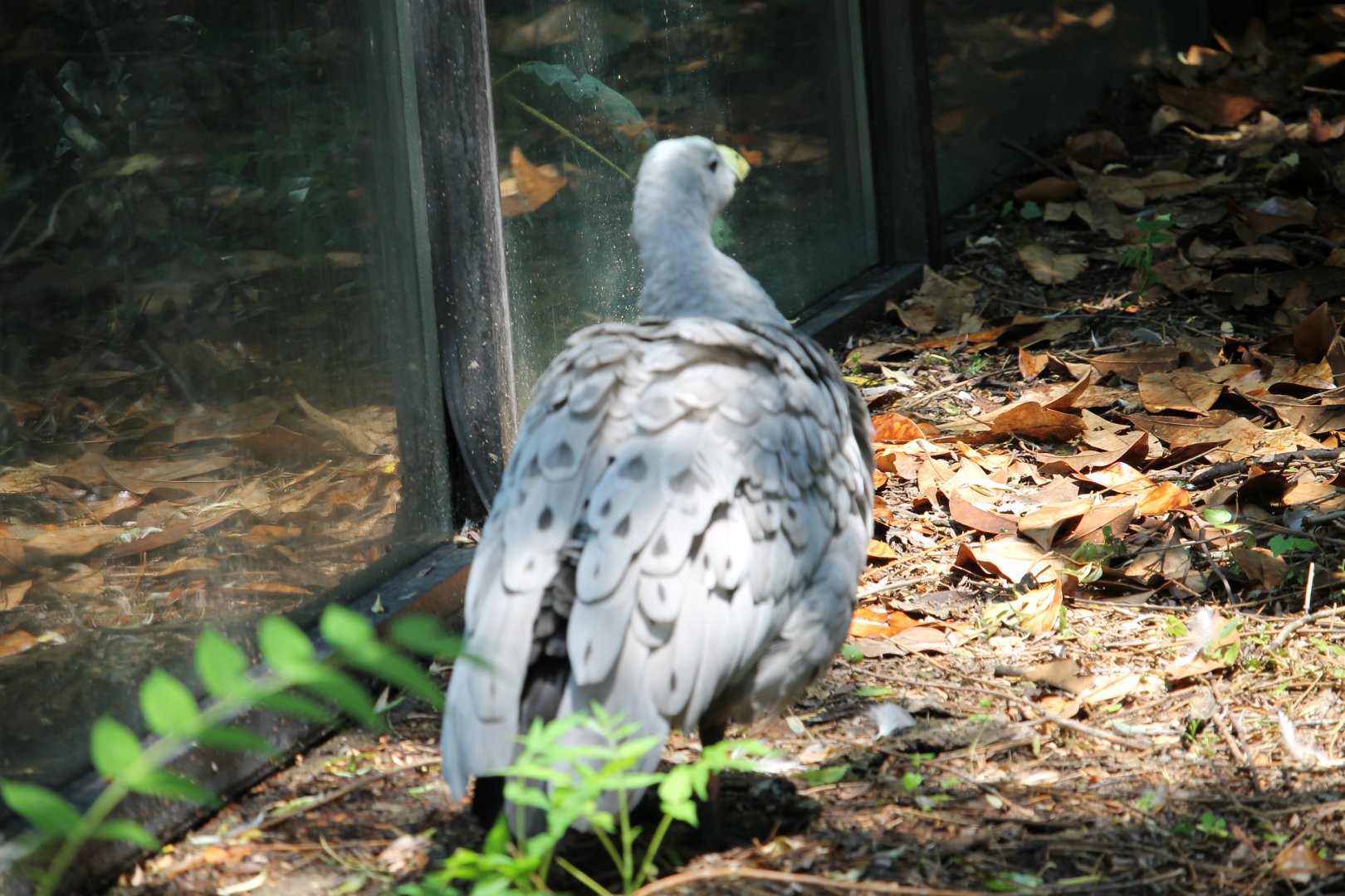 Cape barren goose (Cereopsis novaehollandiae)