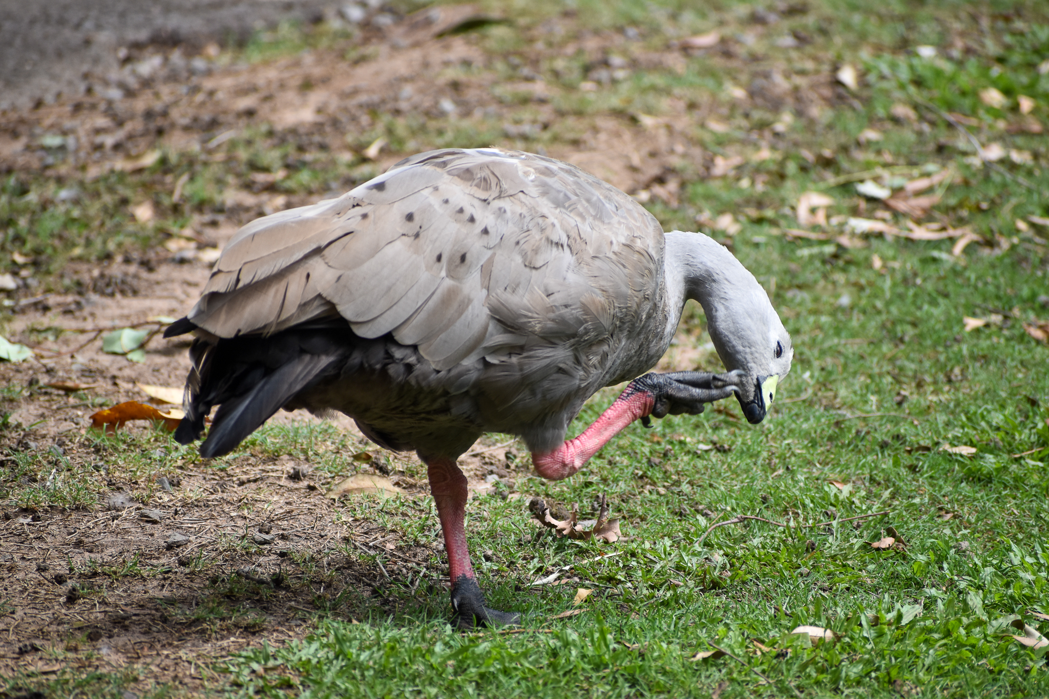 Cape Barren Goose (Cereopsis novaehollandiae)