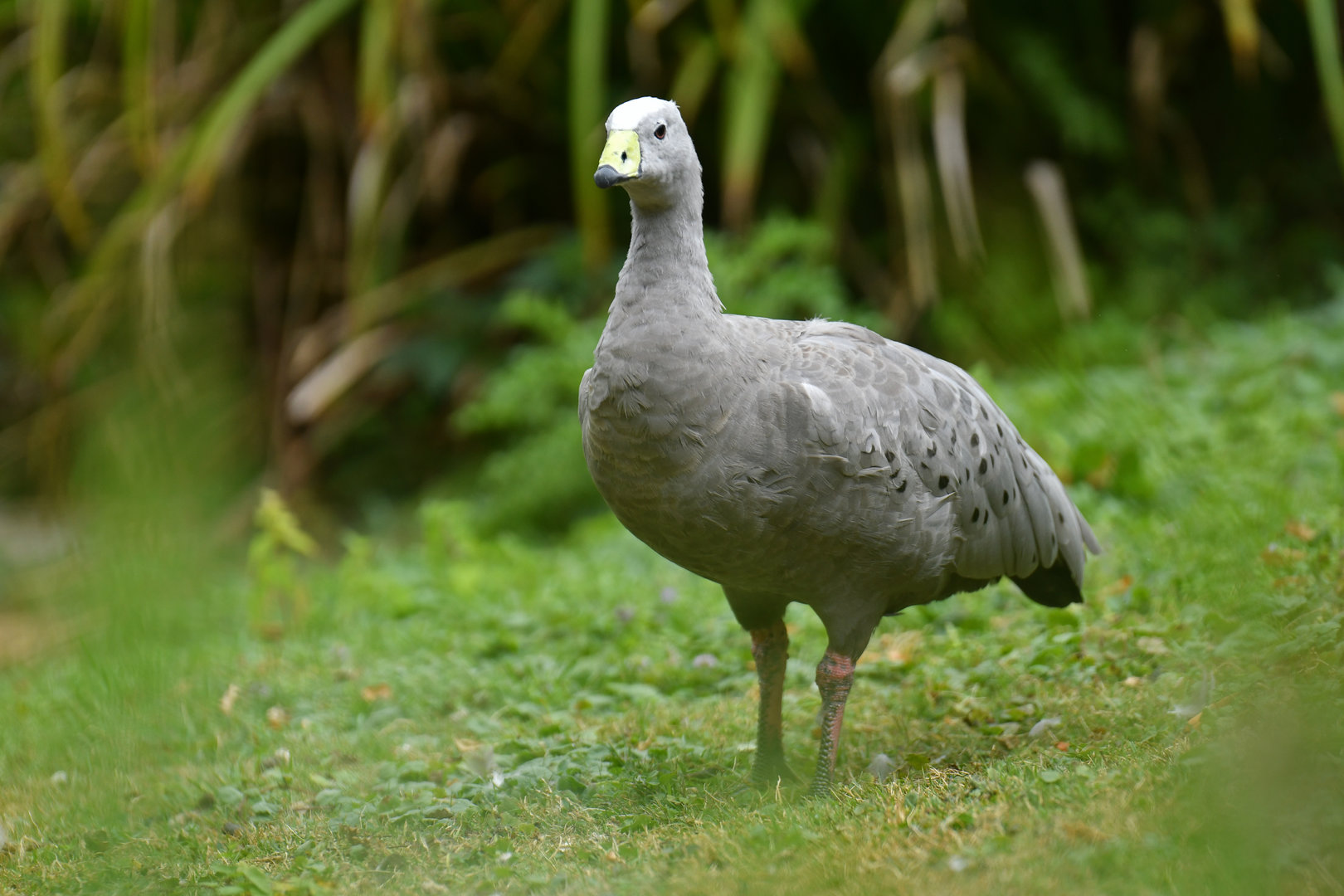 Cape Barren Goose Cereopsis novaehollandiae