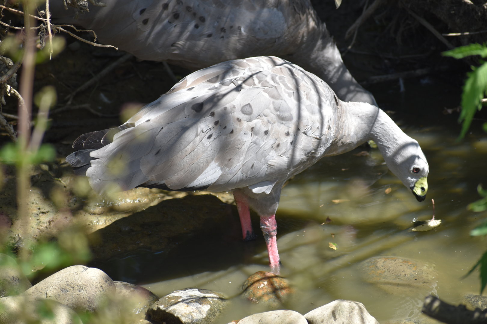 Cape Barren Goose - Cereopsis novaehollandiae