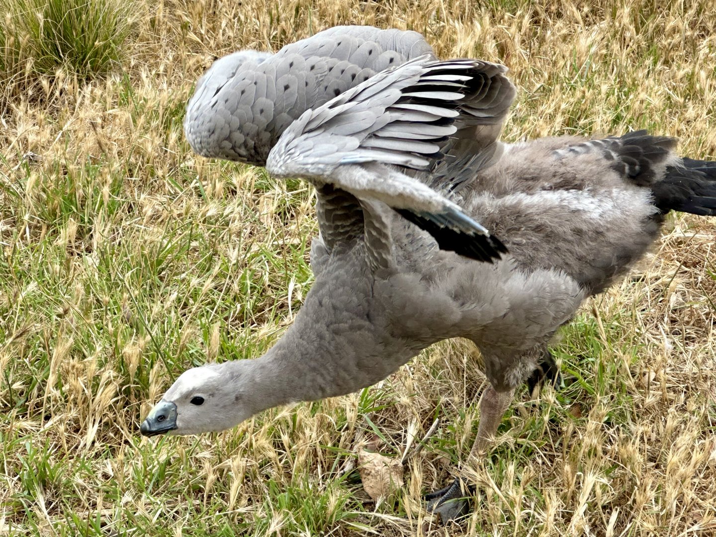 Cape Barren goose (Cereopsis novaehollandiae)