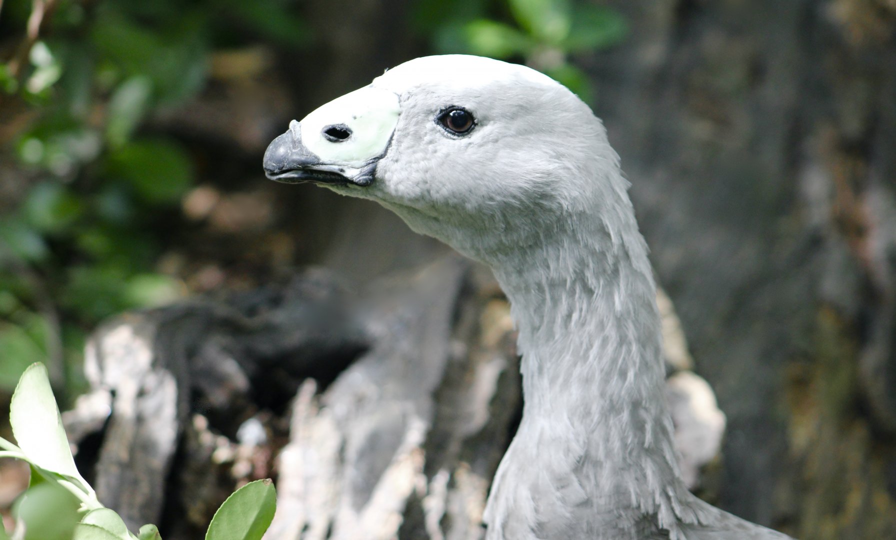 Cape Barren Goose (Cereopsis novaehollandiae)