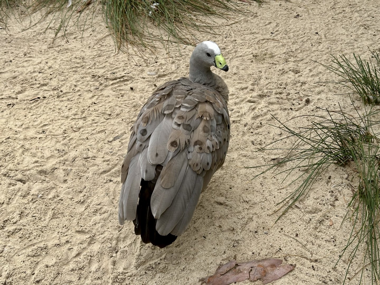 Cape Barren goose (Cereopsis novaehollandiae)