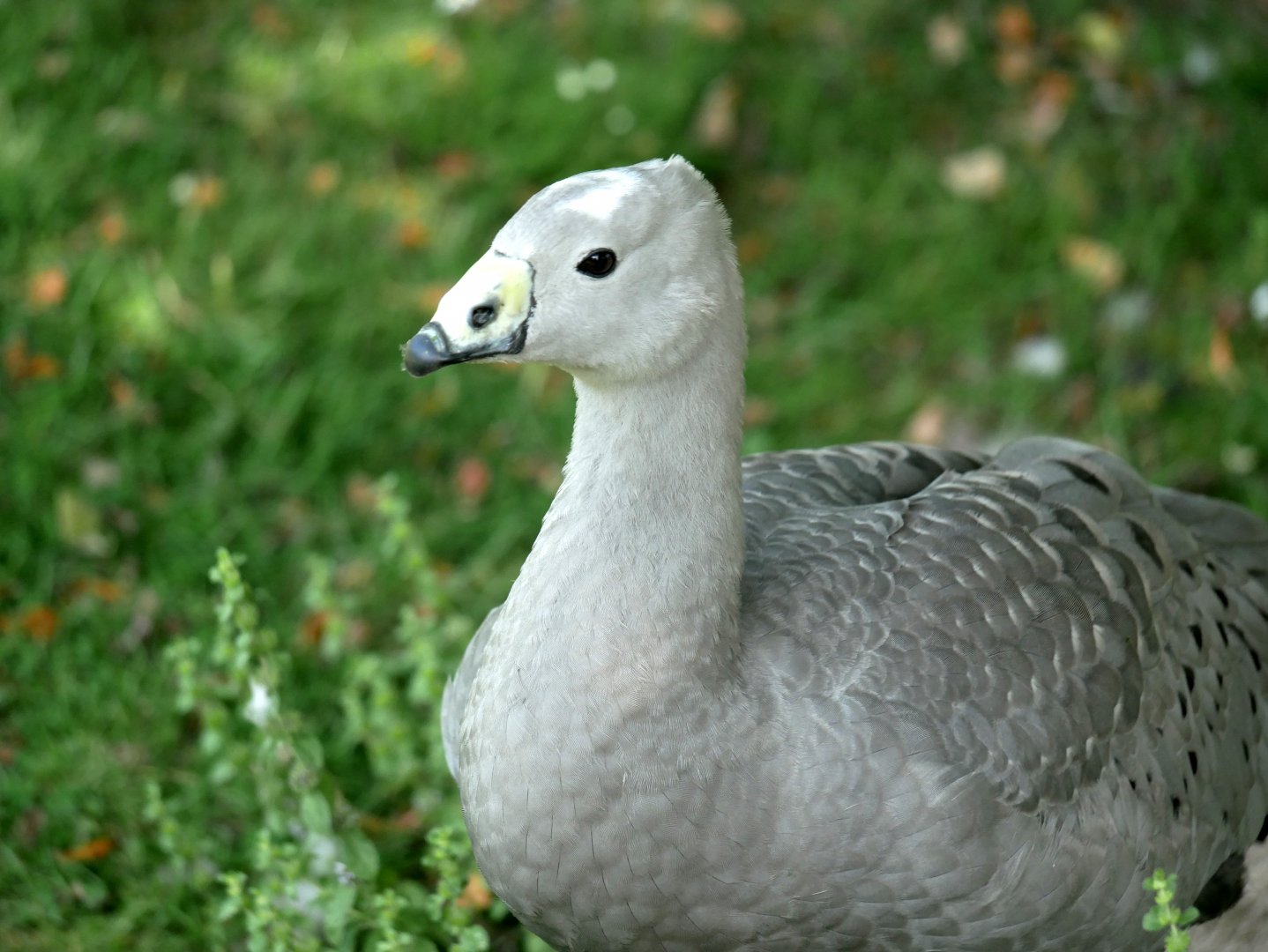 Cape barren goose (Cereopsis novaehollandiae)