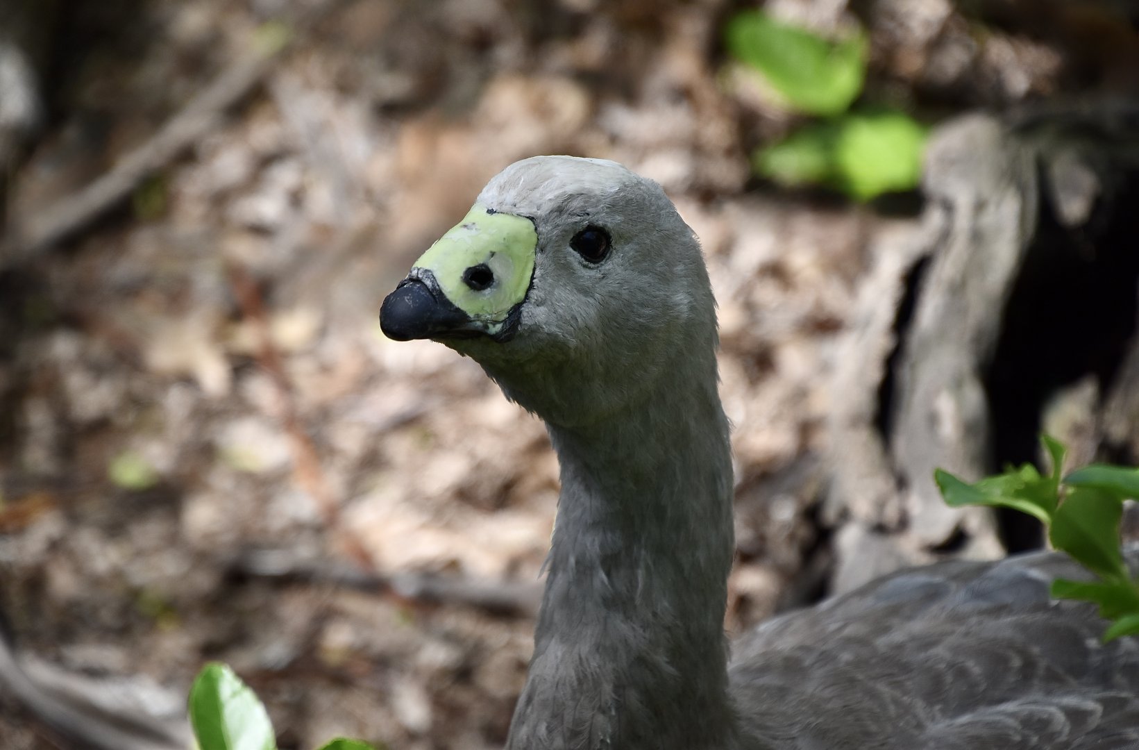 Cape Barren Goose (Cereopsis novaehollandiae)