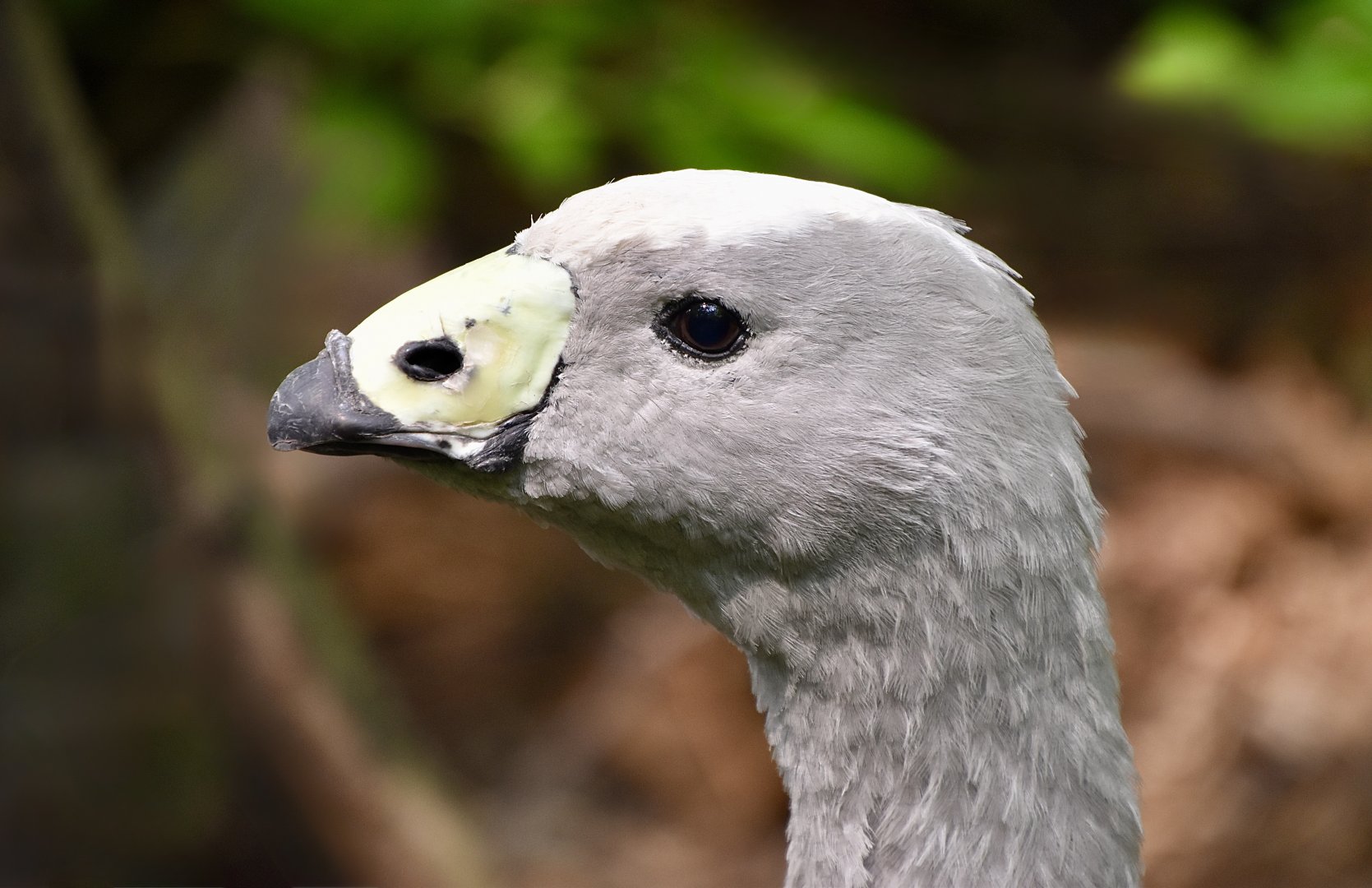 Cape Barren Goose (Cereopsis novaehollandiae)