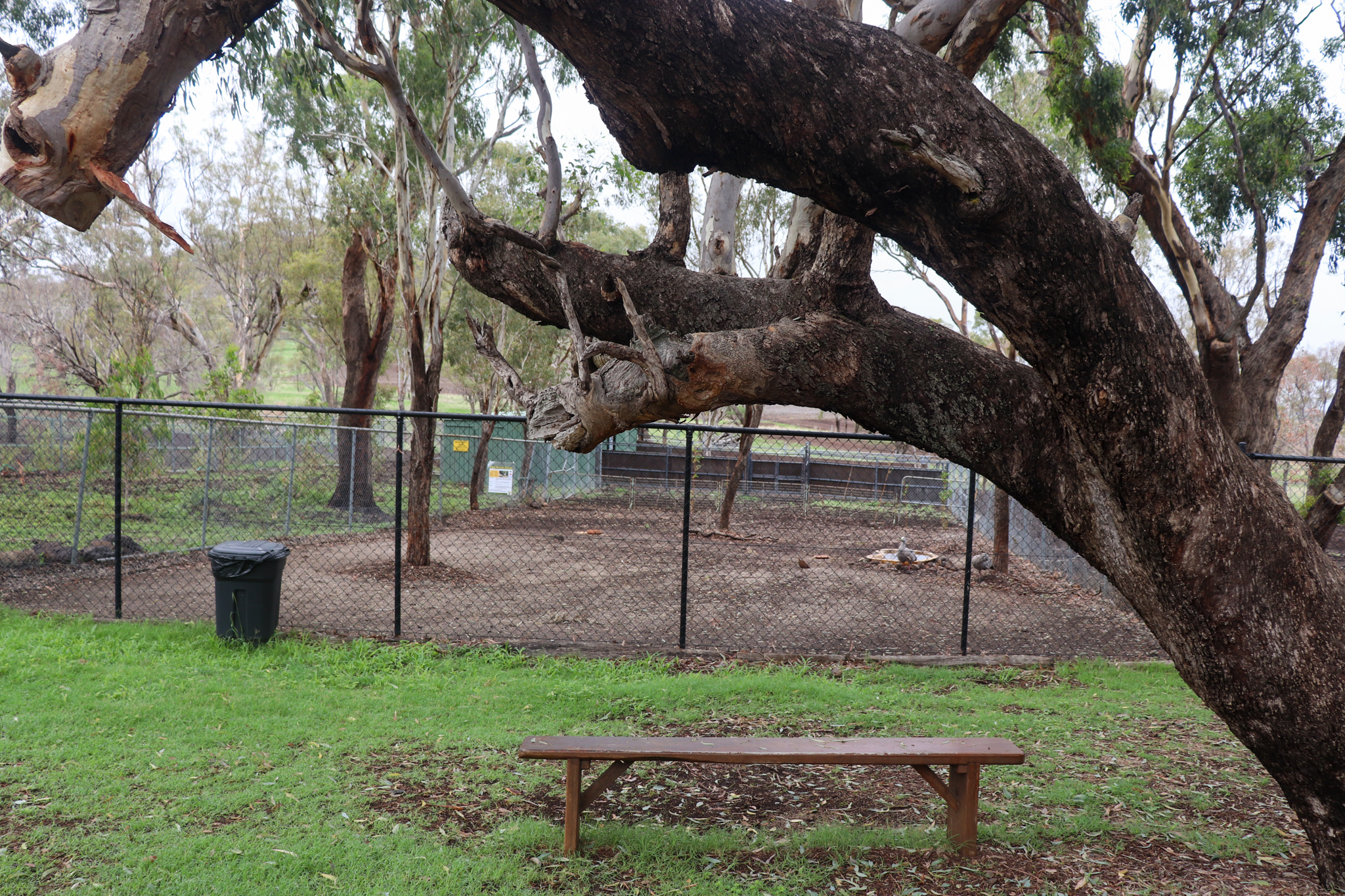 Cape Barren Goose Enclosure - February 2020