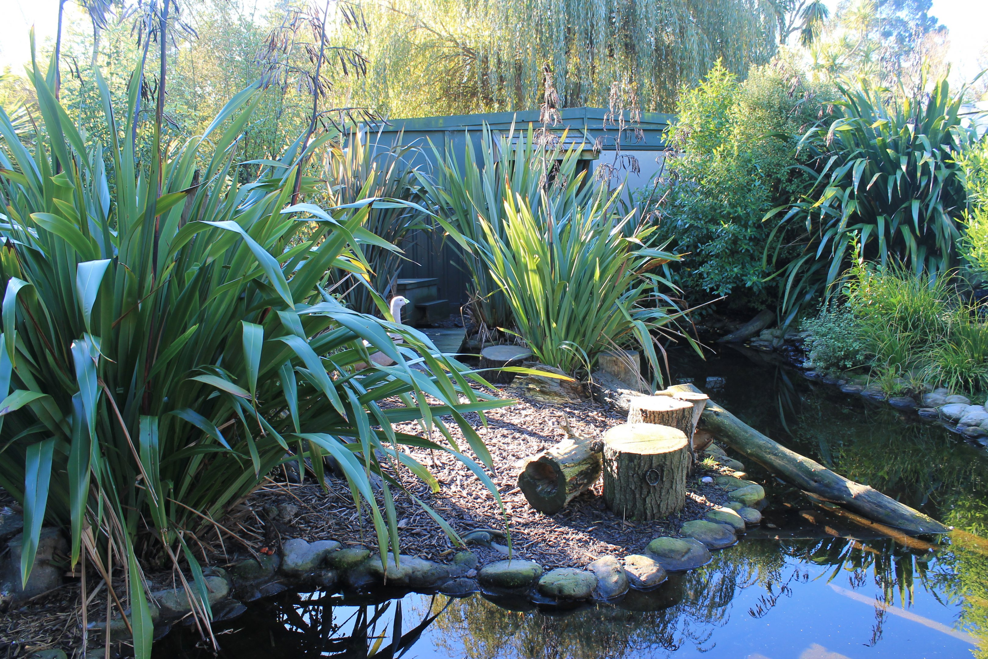 Cape Barren Goose enclosure